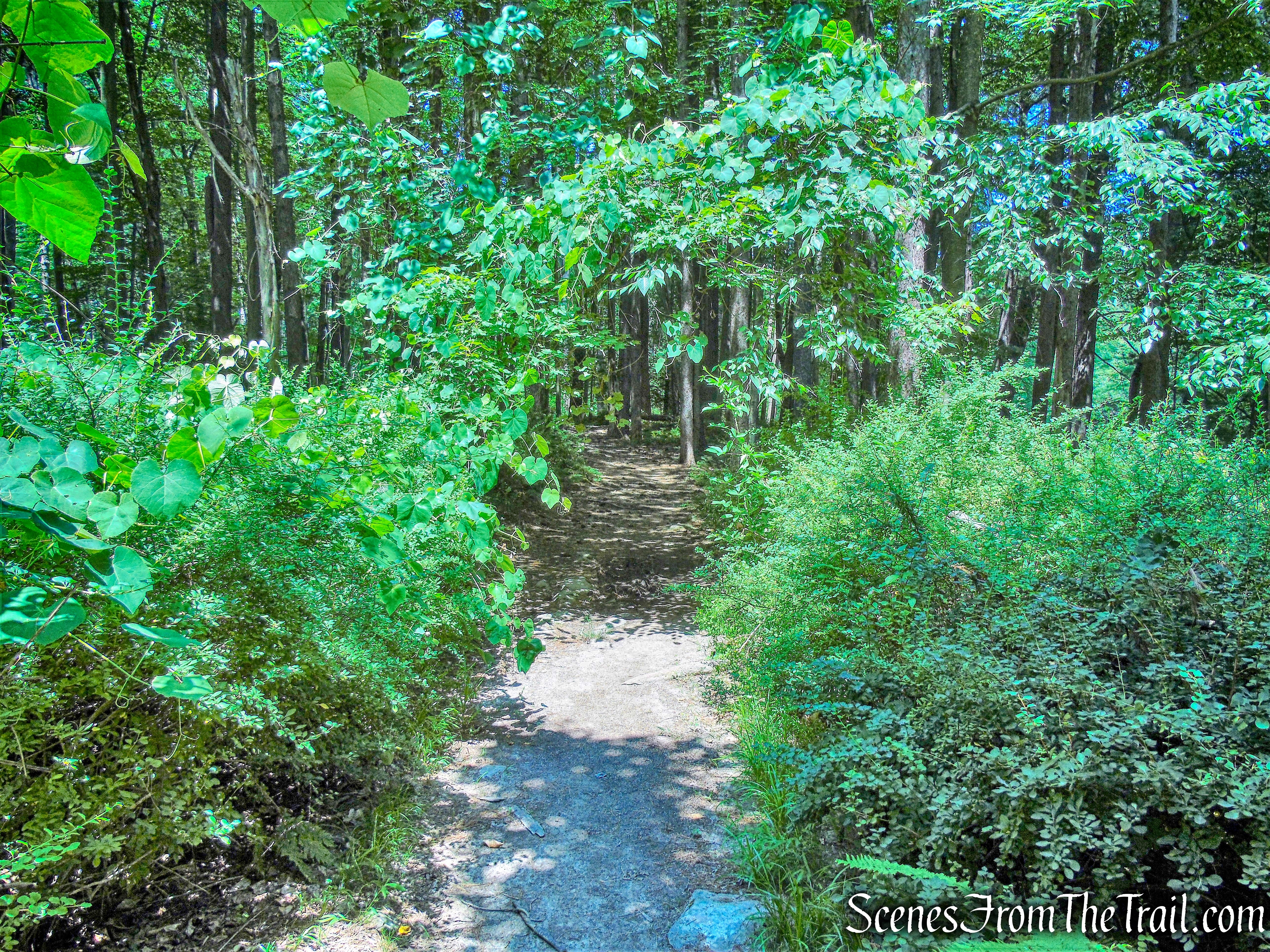 Horn Hill Loop Mountain Bike Trail