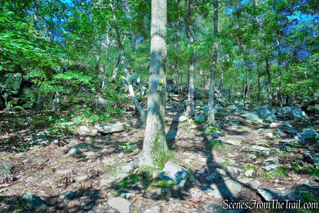 junction - Ernest Walter Trail