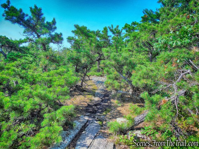 pitch pines - Ernest Walter Trail