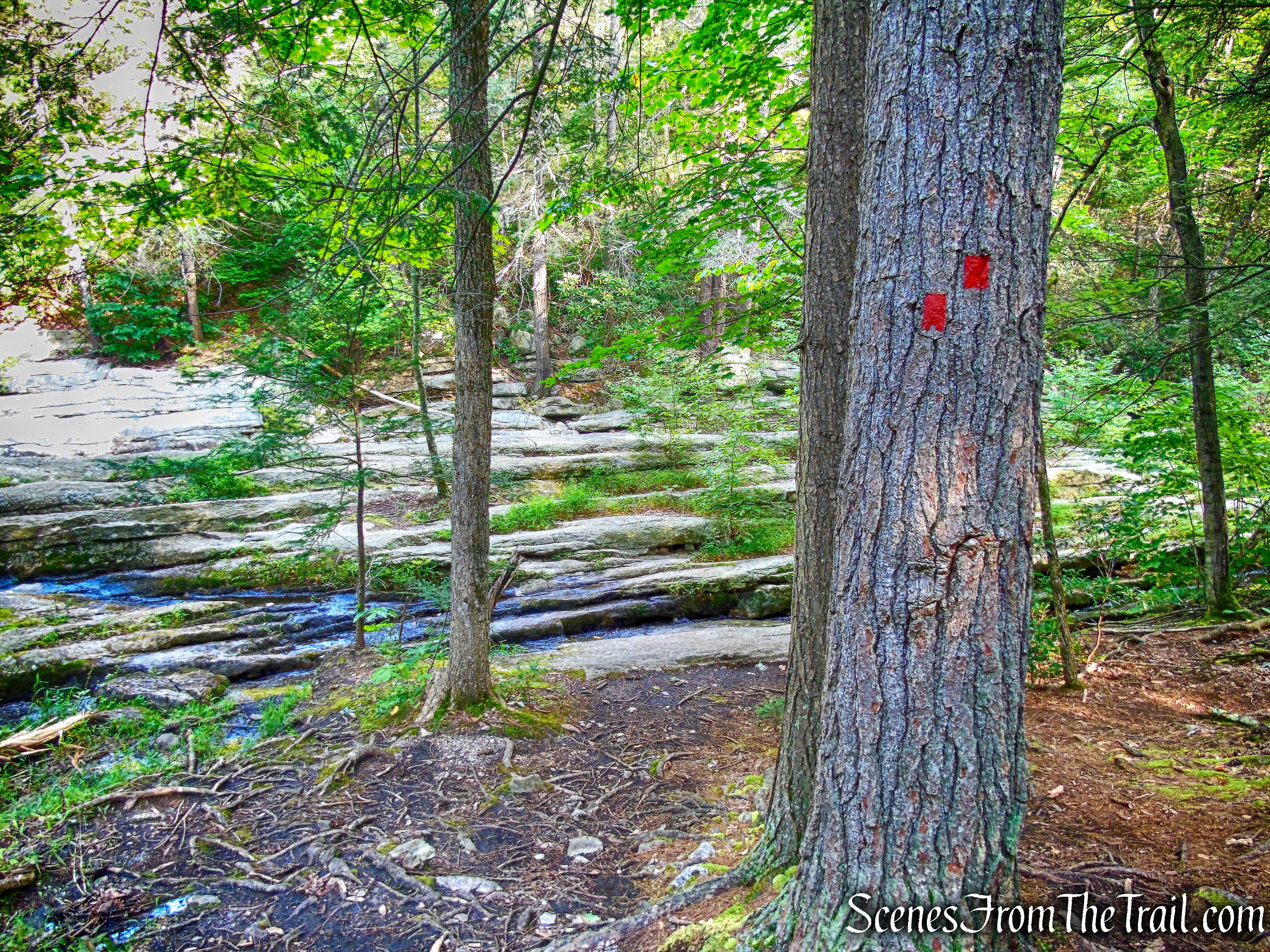 leave the Red Loop Footpath and turn left onto the Peter's Kill