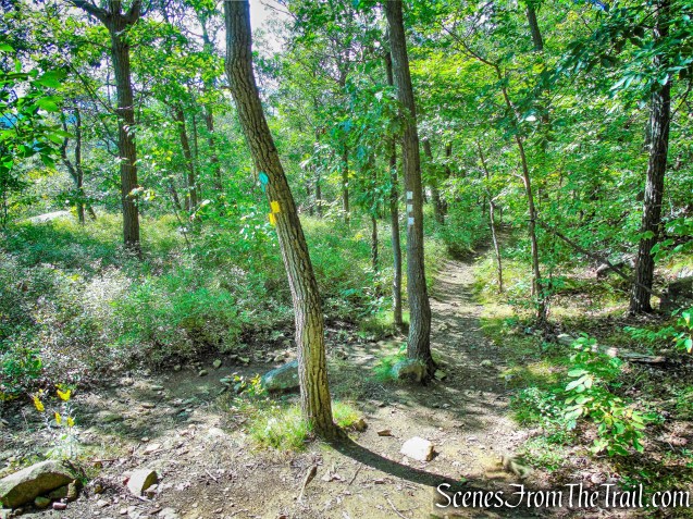 sharp left on yellow-blazed Stillman Trail