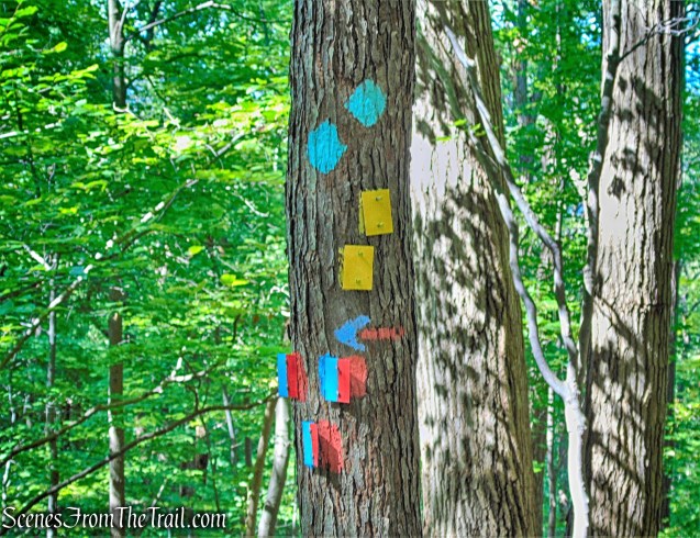 junction with the blue-and-red-blazed Bluebird Trail