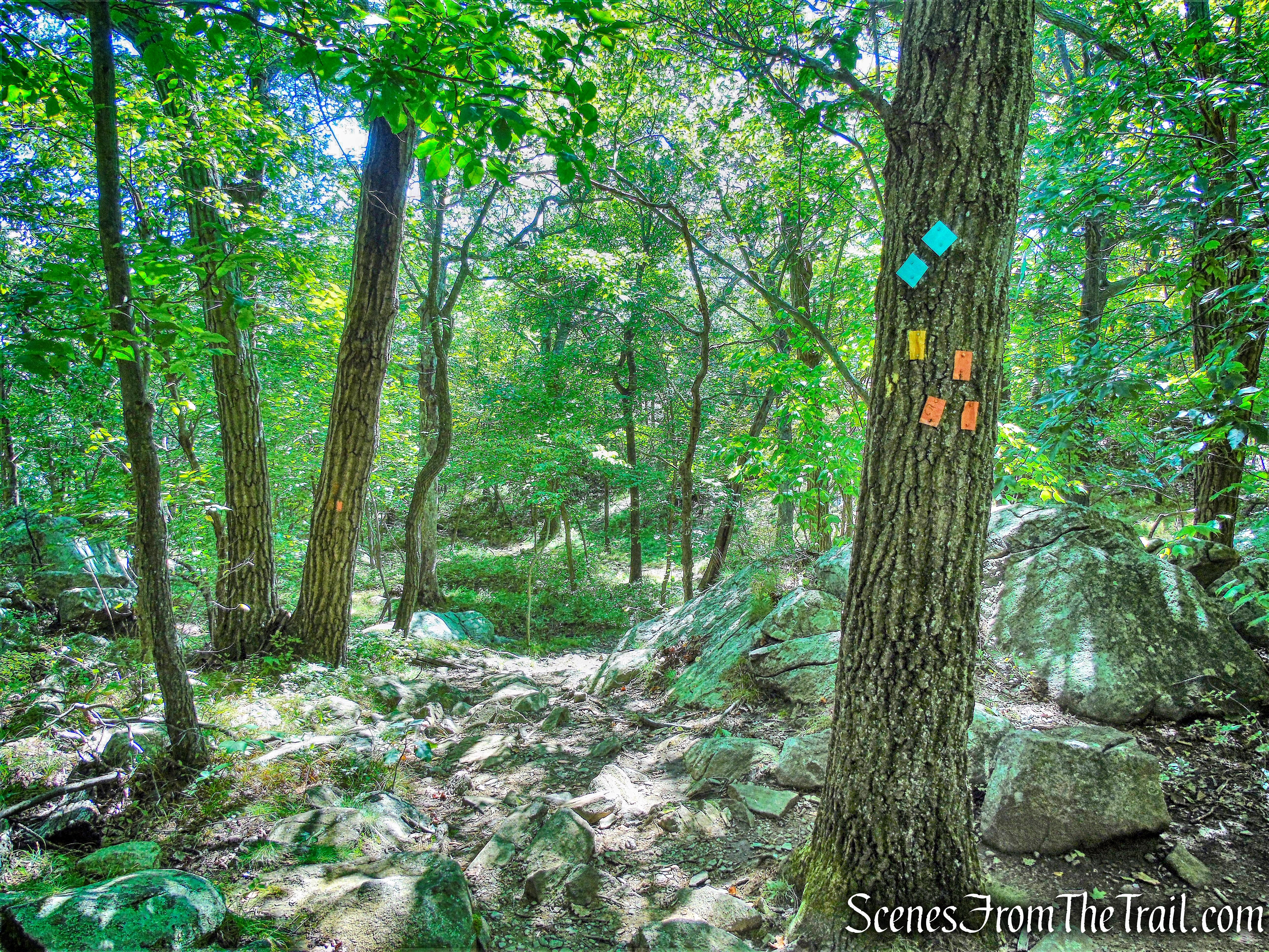 turn left onto the orange-blazed Butter Hill Trail