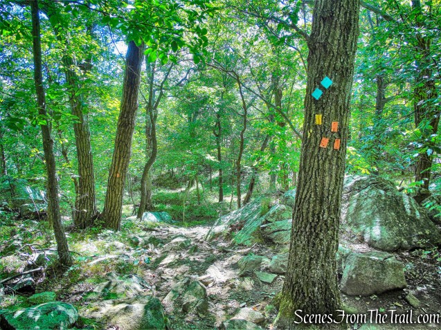 turn left onto the orange-blazed Butter Hill Trail