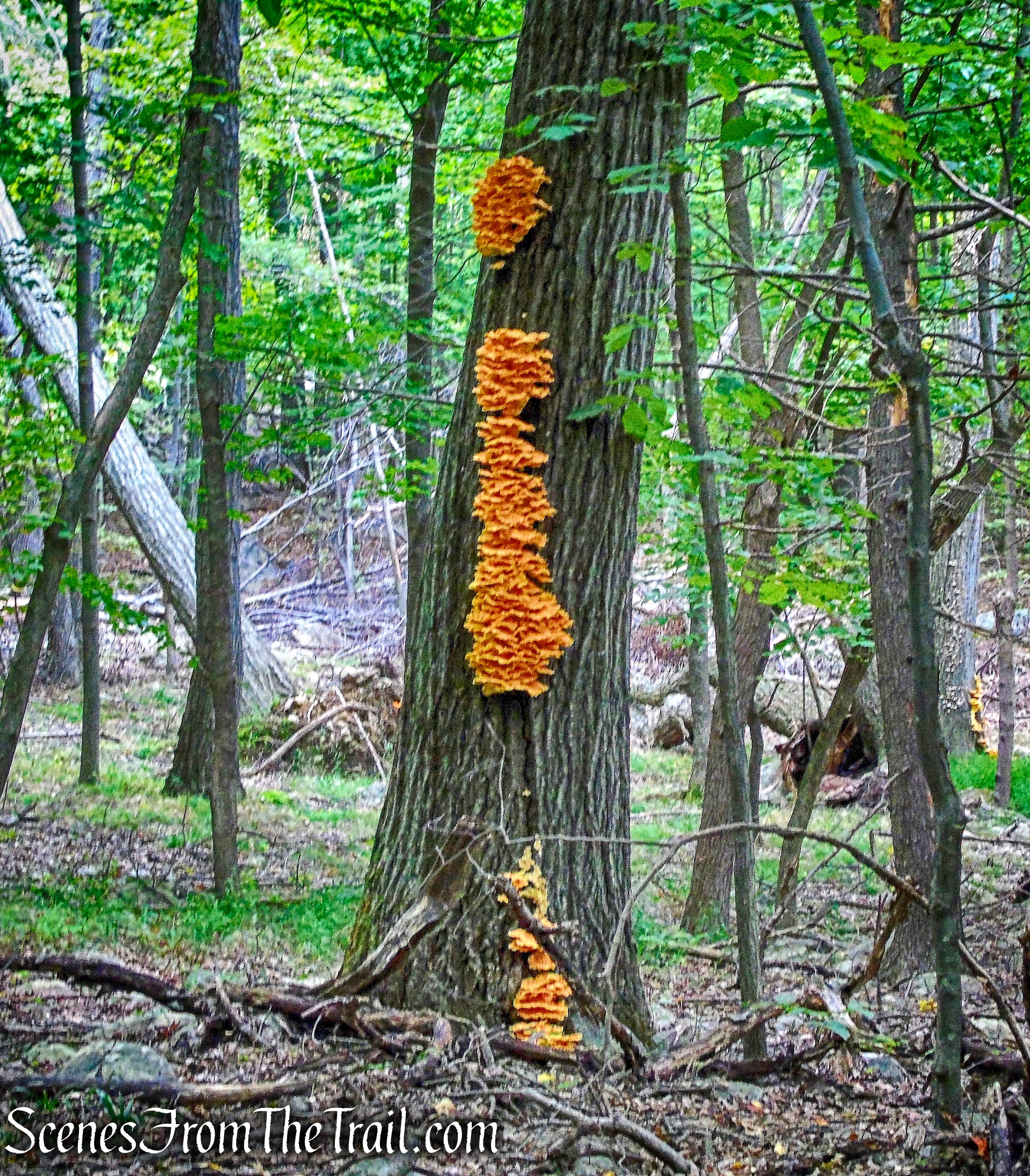 chicken of the woods