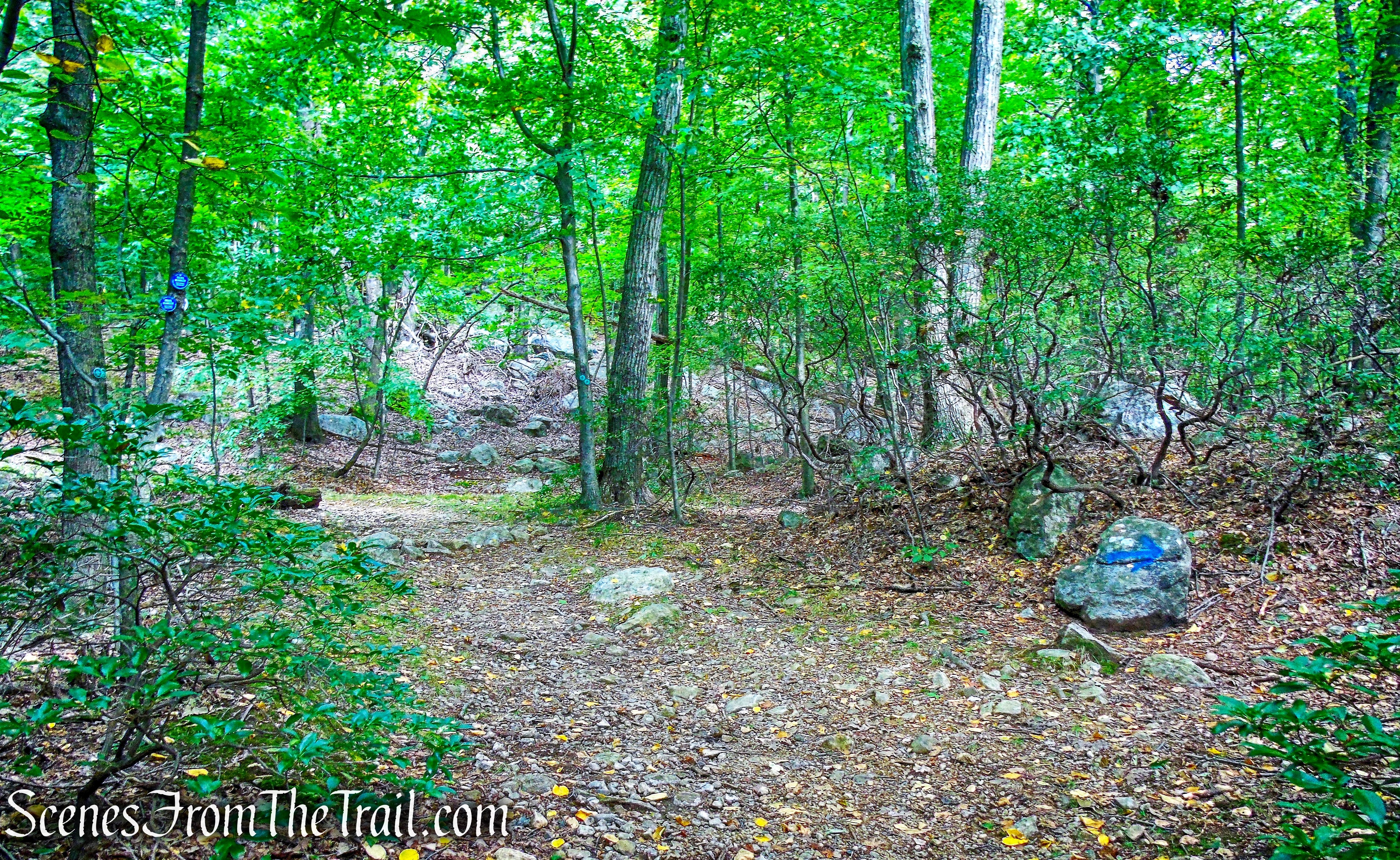 junction with Lone Star Trail