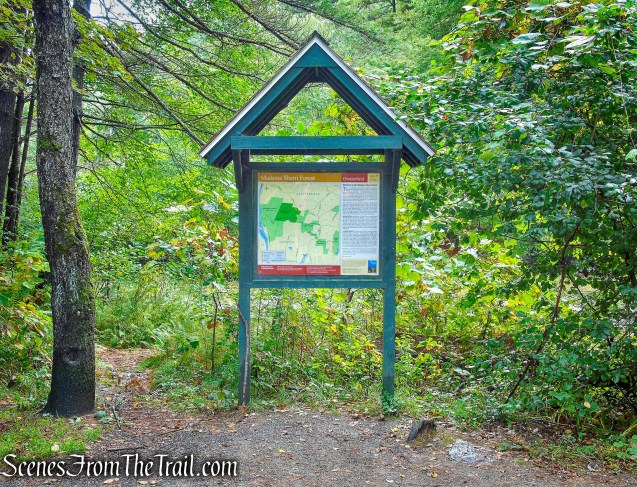 Madame Sherri Forest