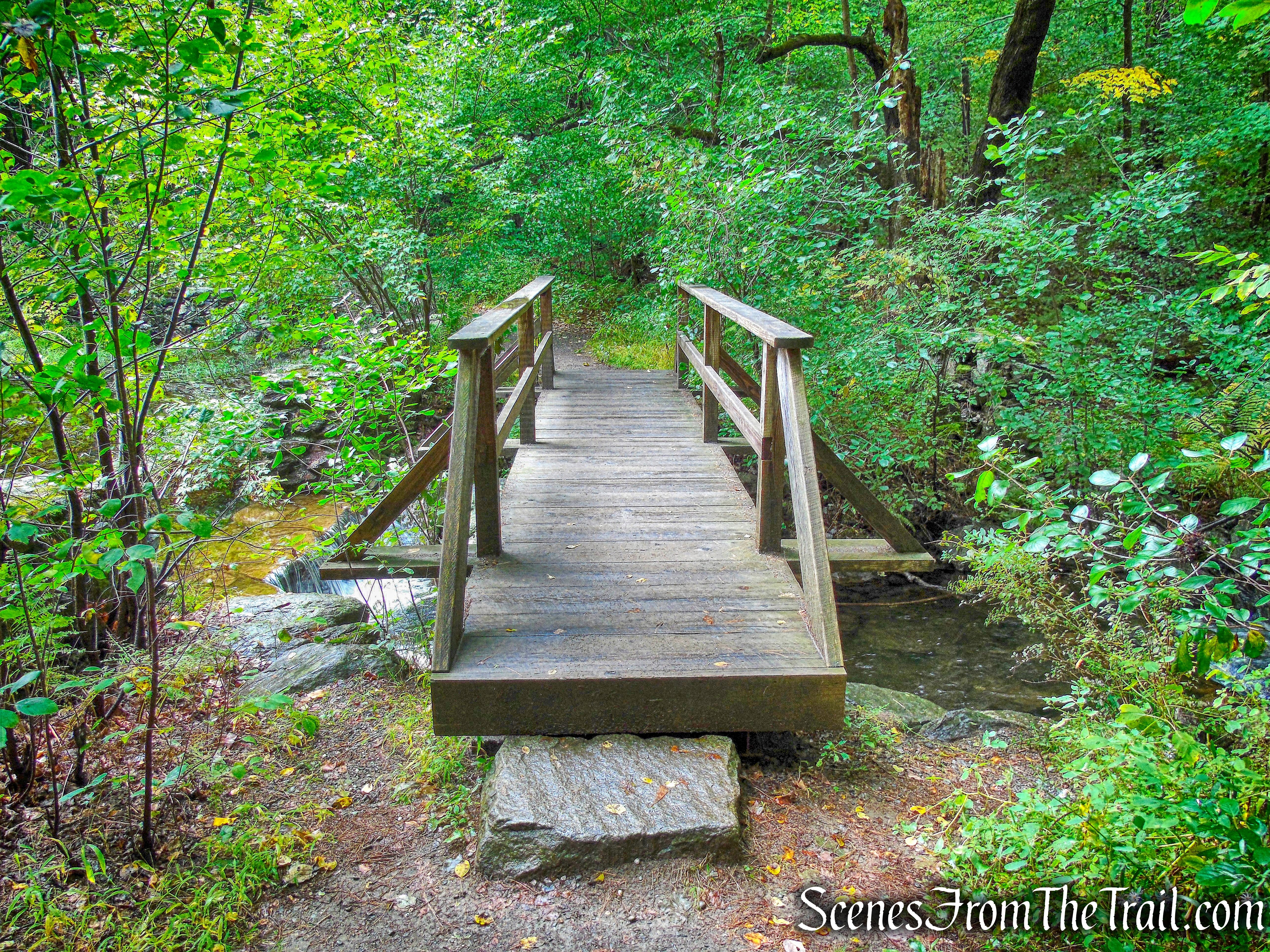 Madame Sherri Forest