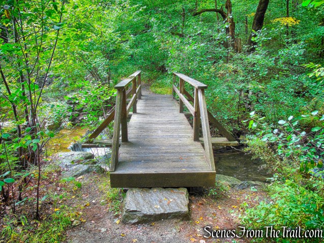 Madame Sherri Forest