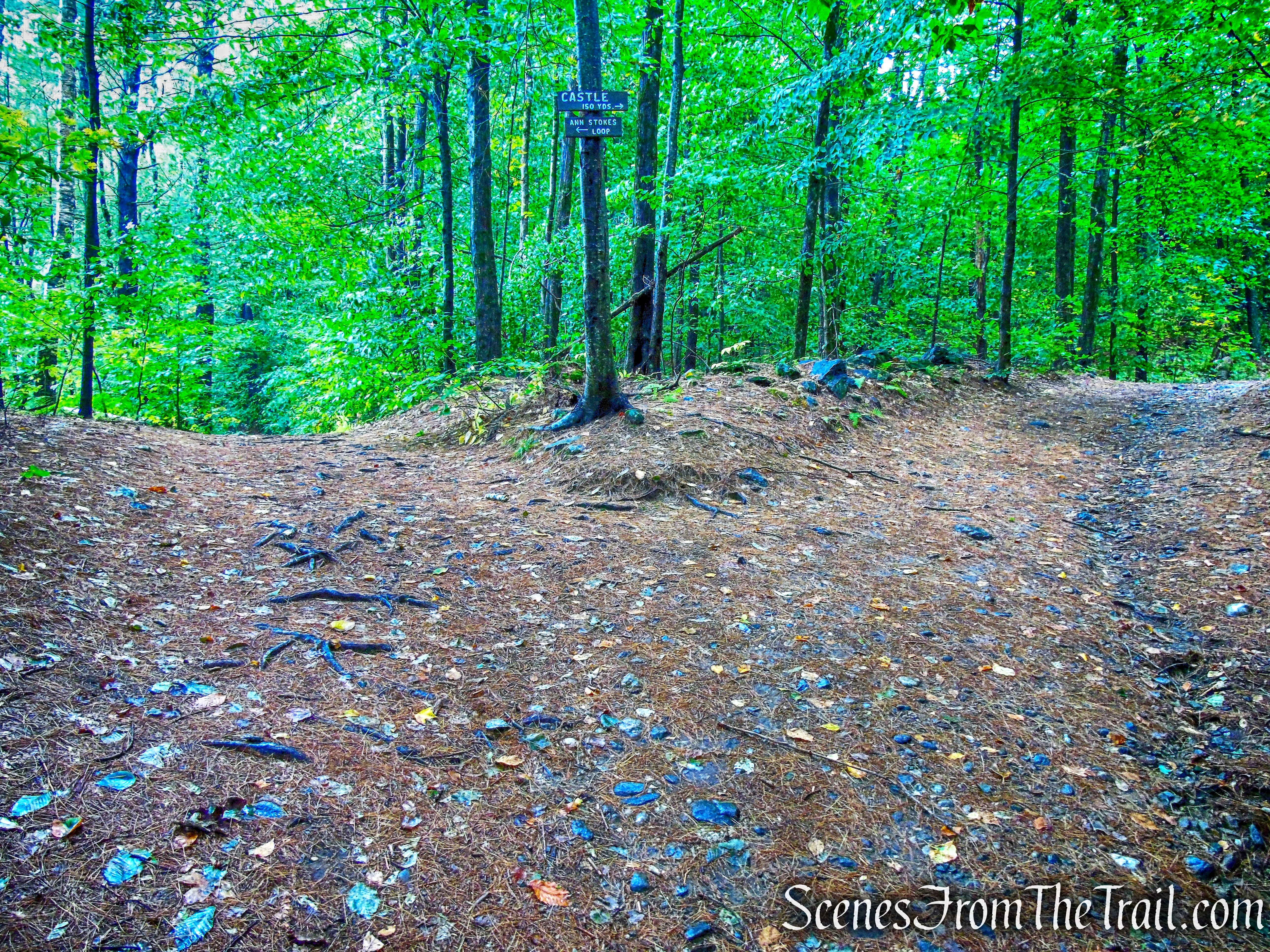 Madame Sherri Forest