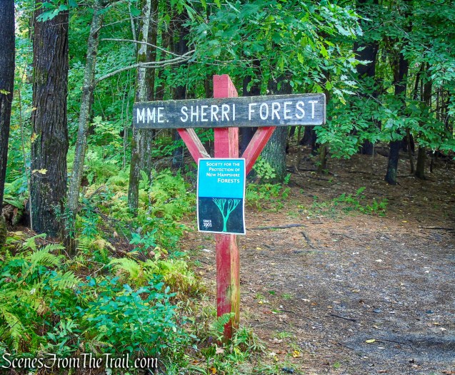 Madame Sherri Forest