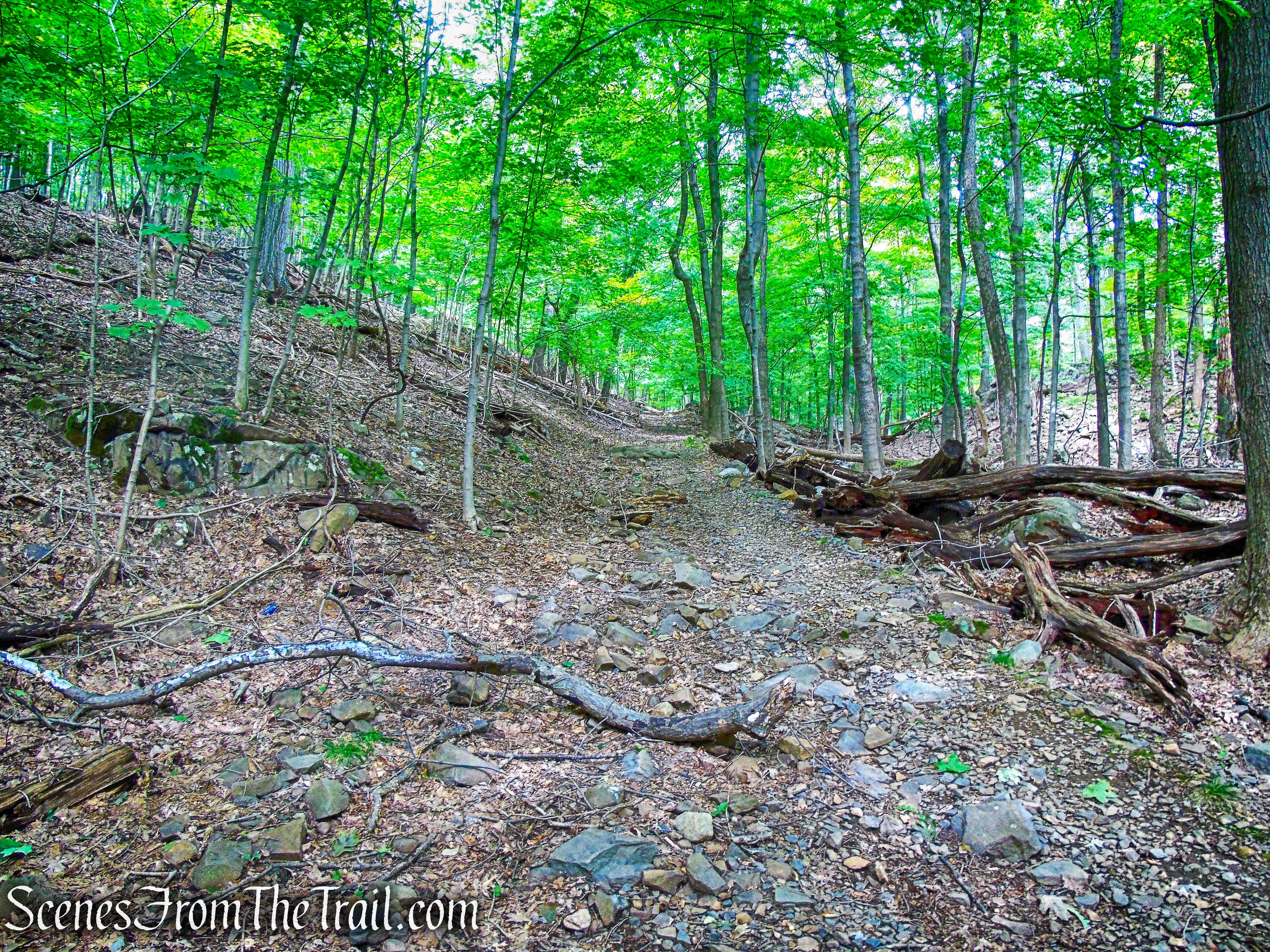 unmarked woods road