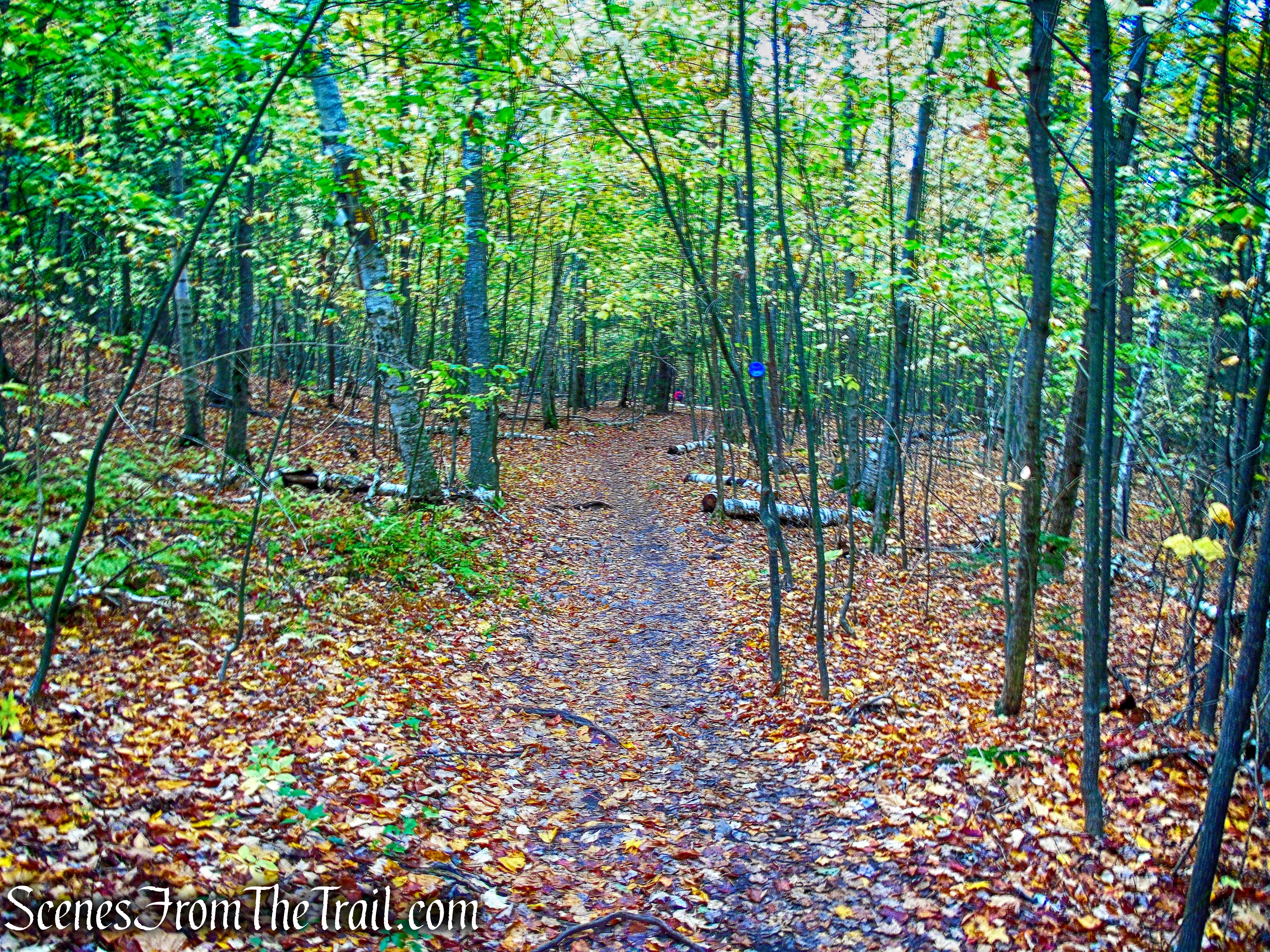 Escarpment Trail