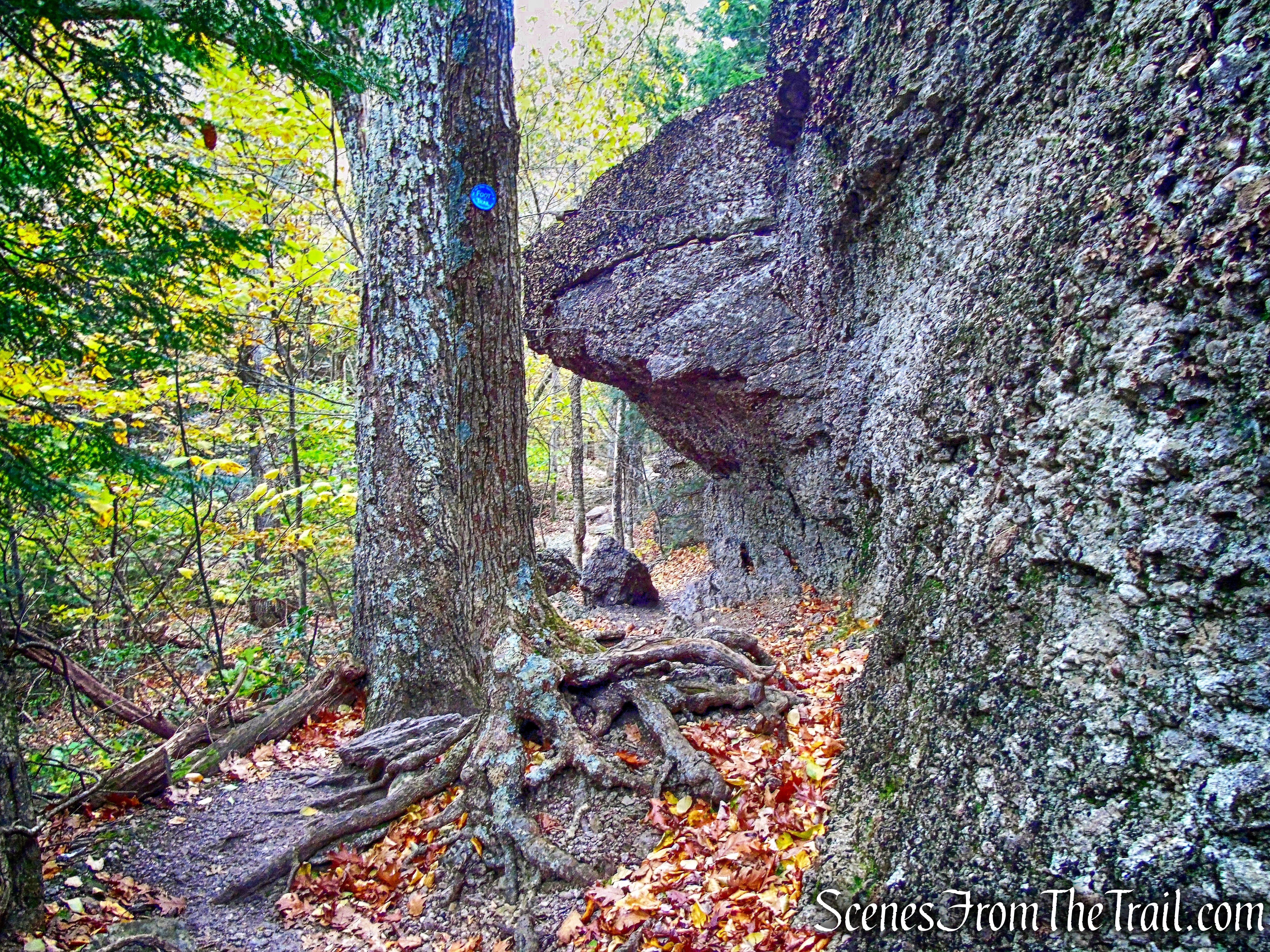 Escarpment Trail