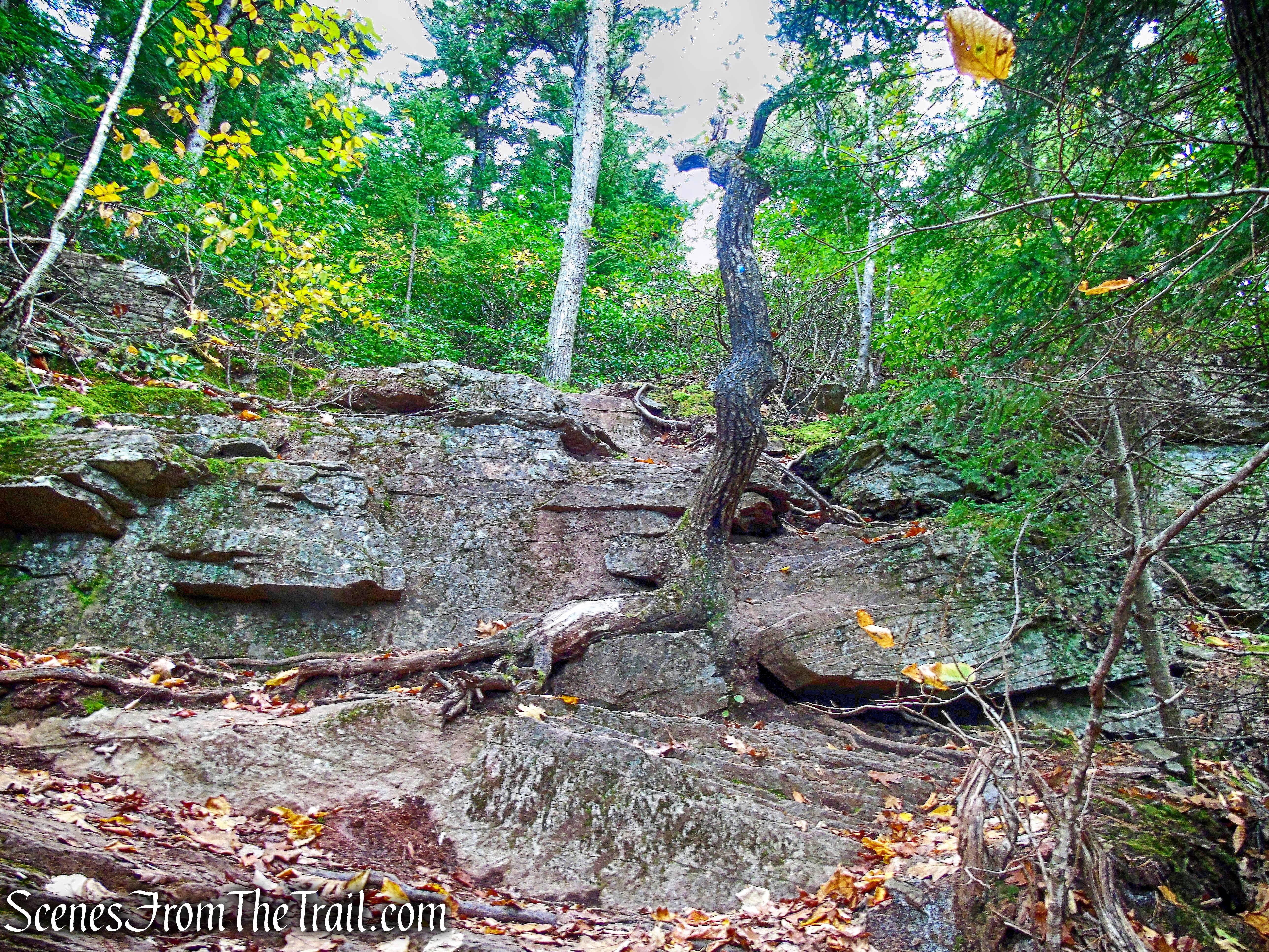 Escarpment Trail