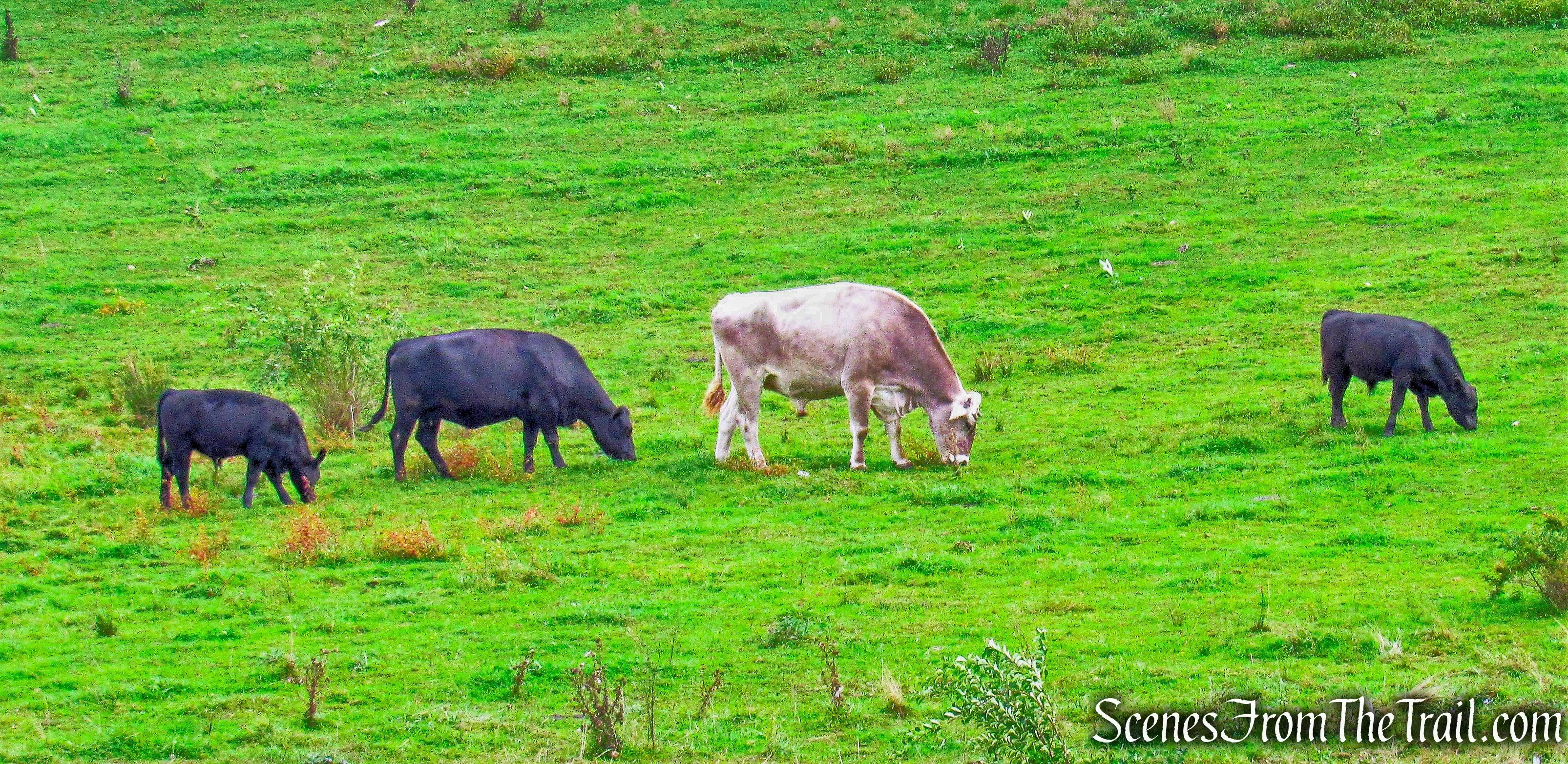 Black Angus - Gibbet Hill