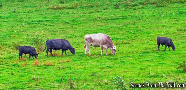 Black Angus - Gibbet Hill