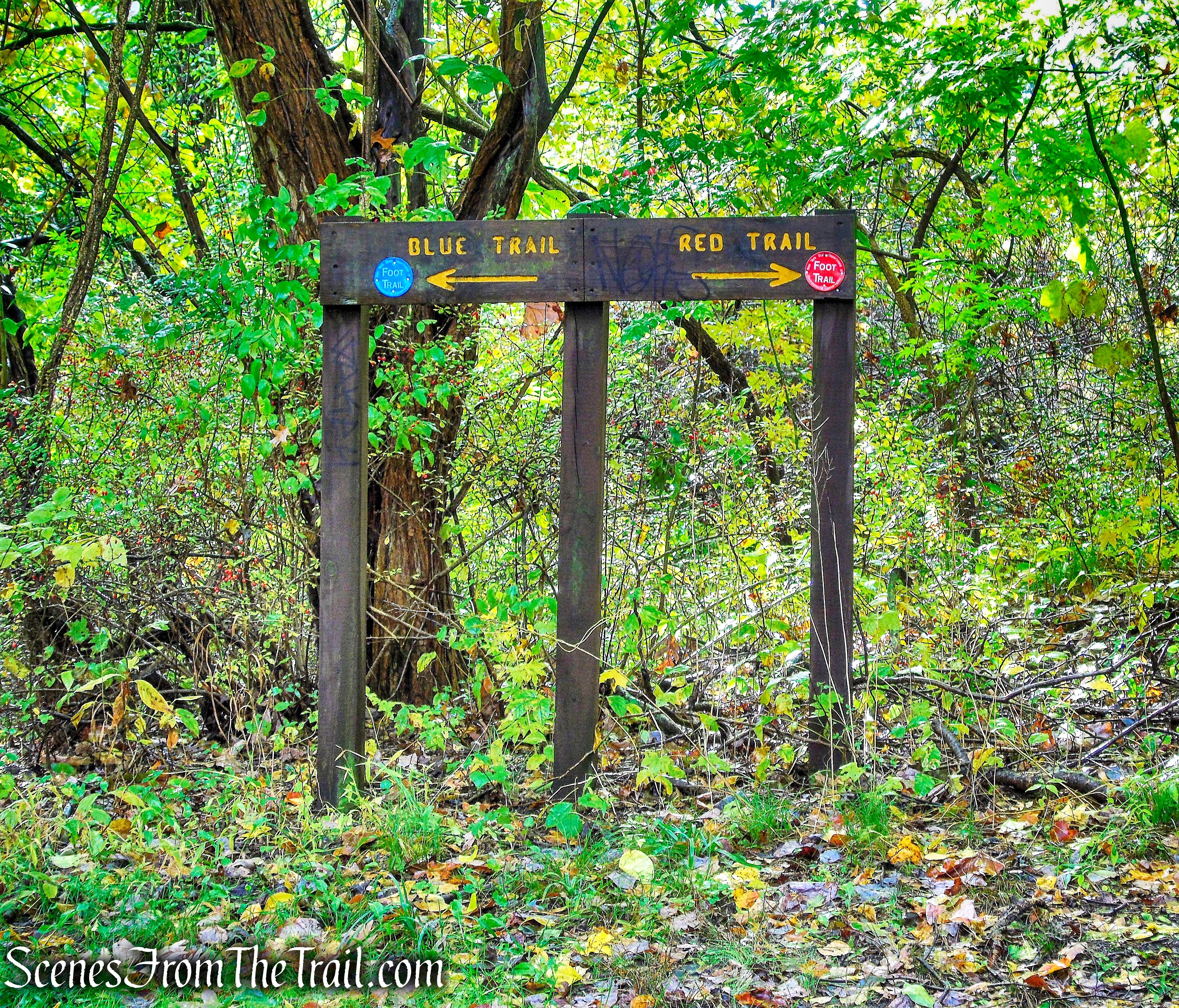 turn right on Red Trail - Montrose Point State Forest