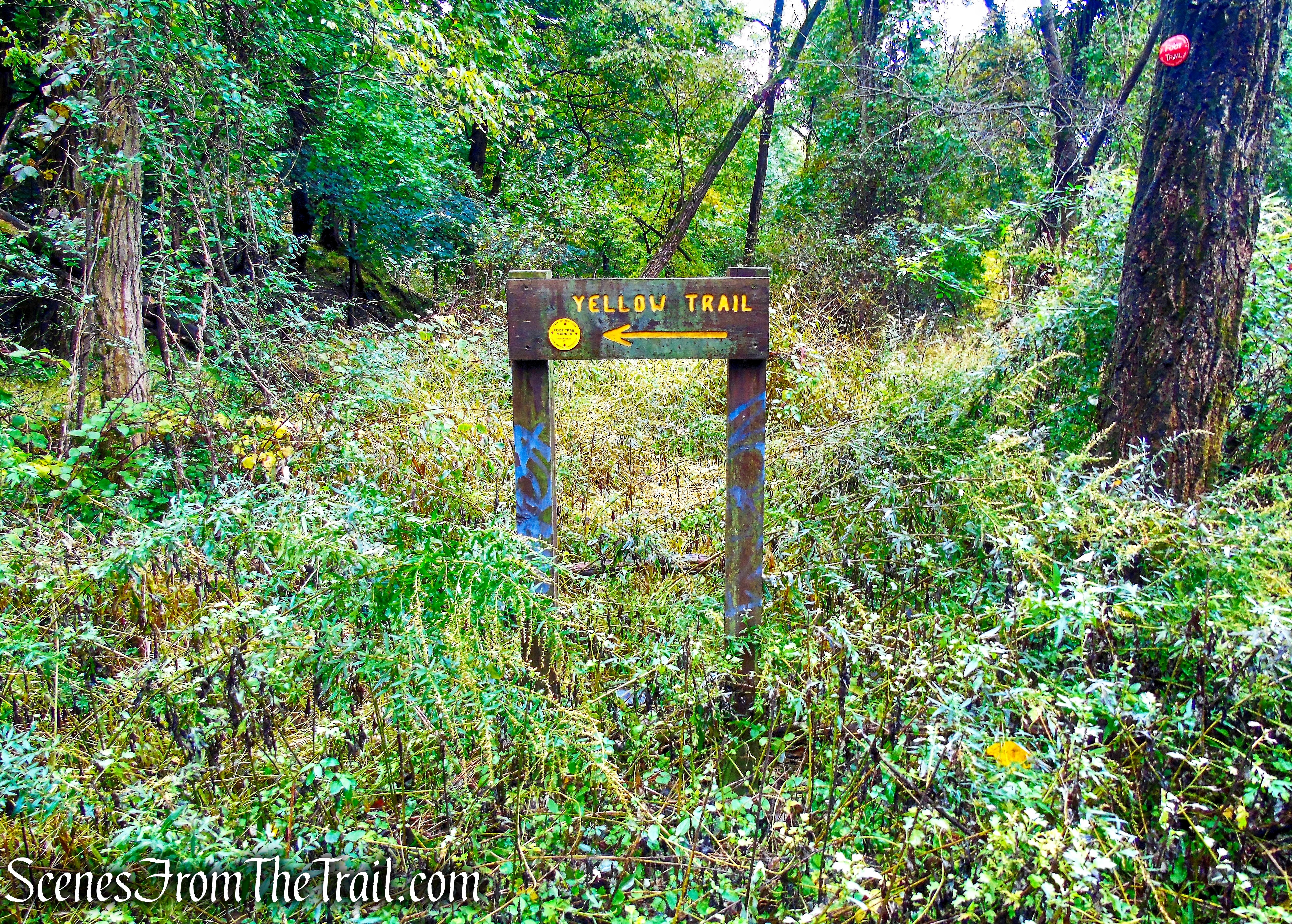 turn right on Yellow Trail - Montrose Point State Forest