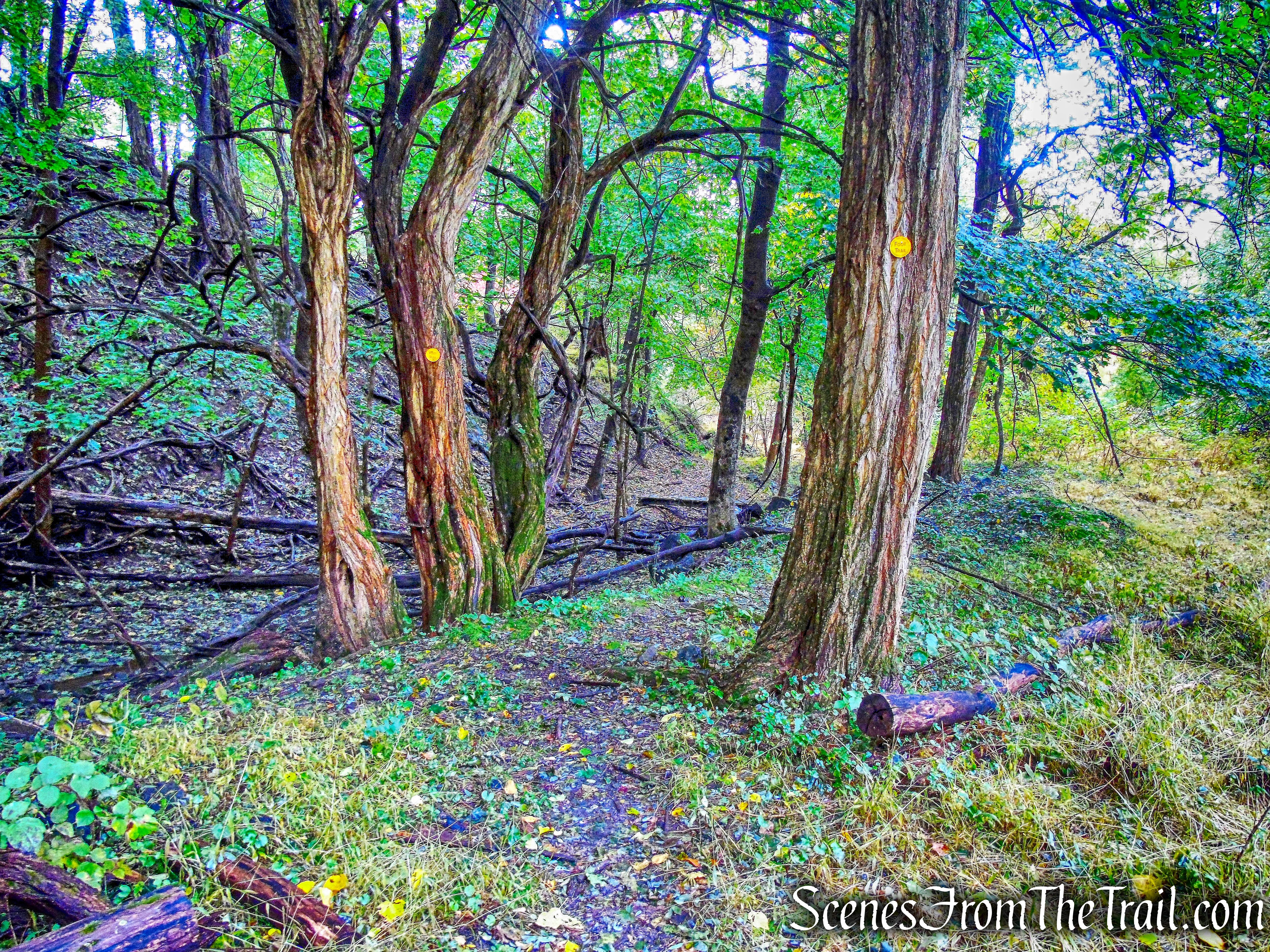 Yellow Trail - Montrose Point State Forest