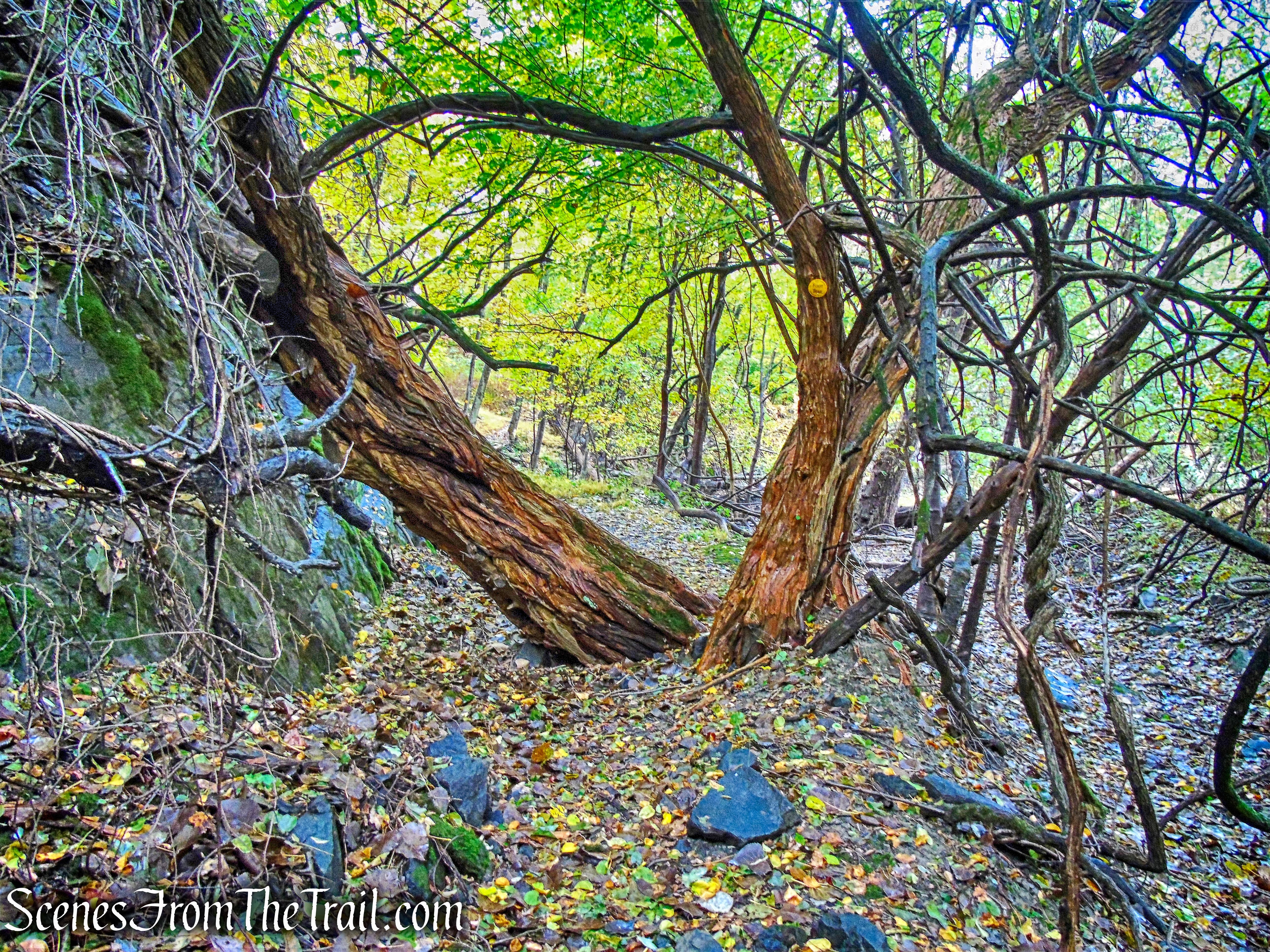 Yellow Trail - Montrose Point State Forest