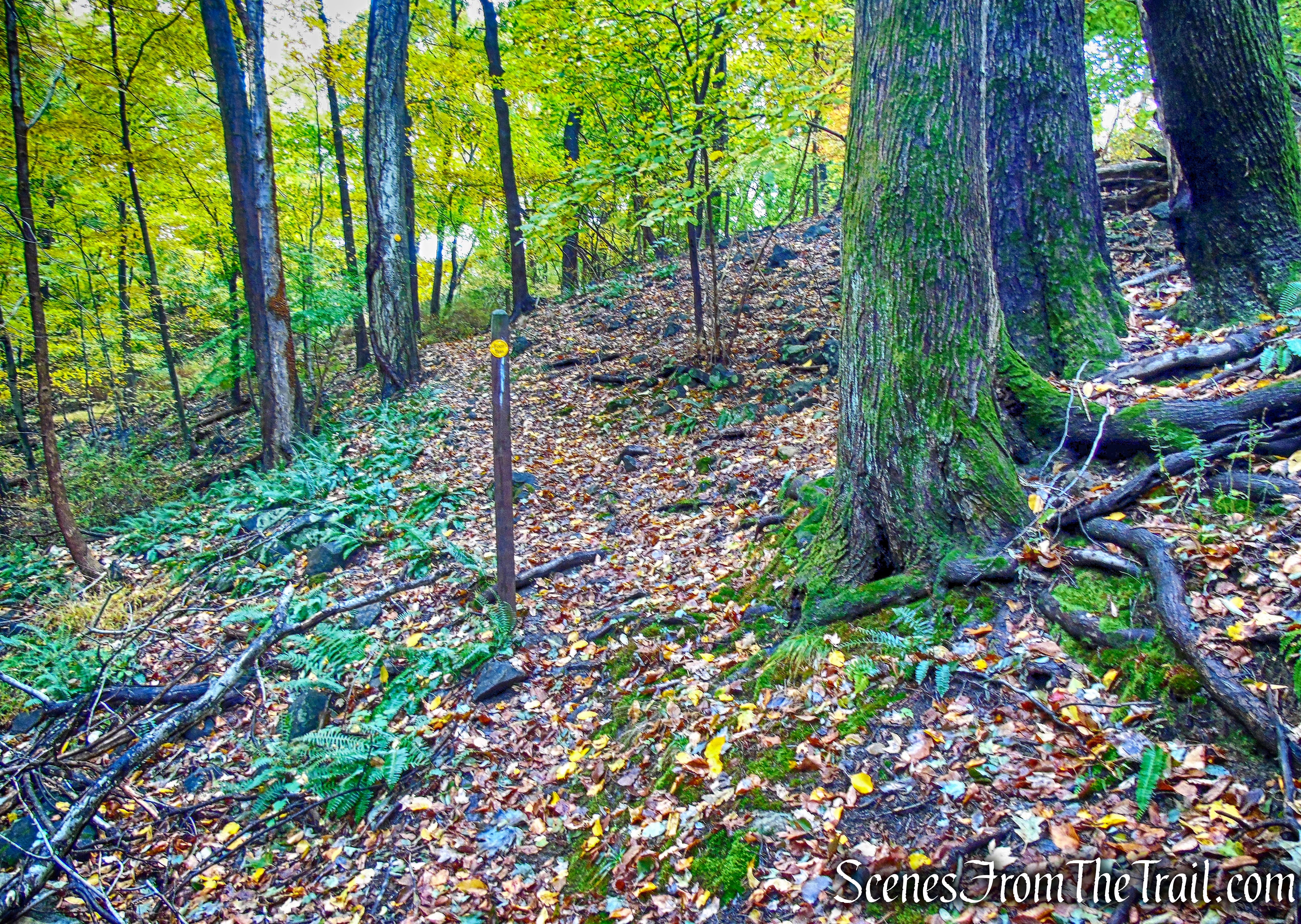 turn right on Yellow Trail - Montrose Point State Forest