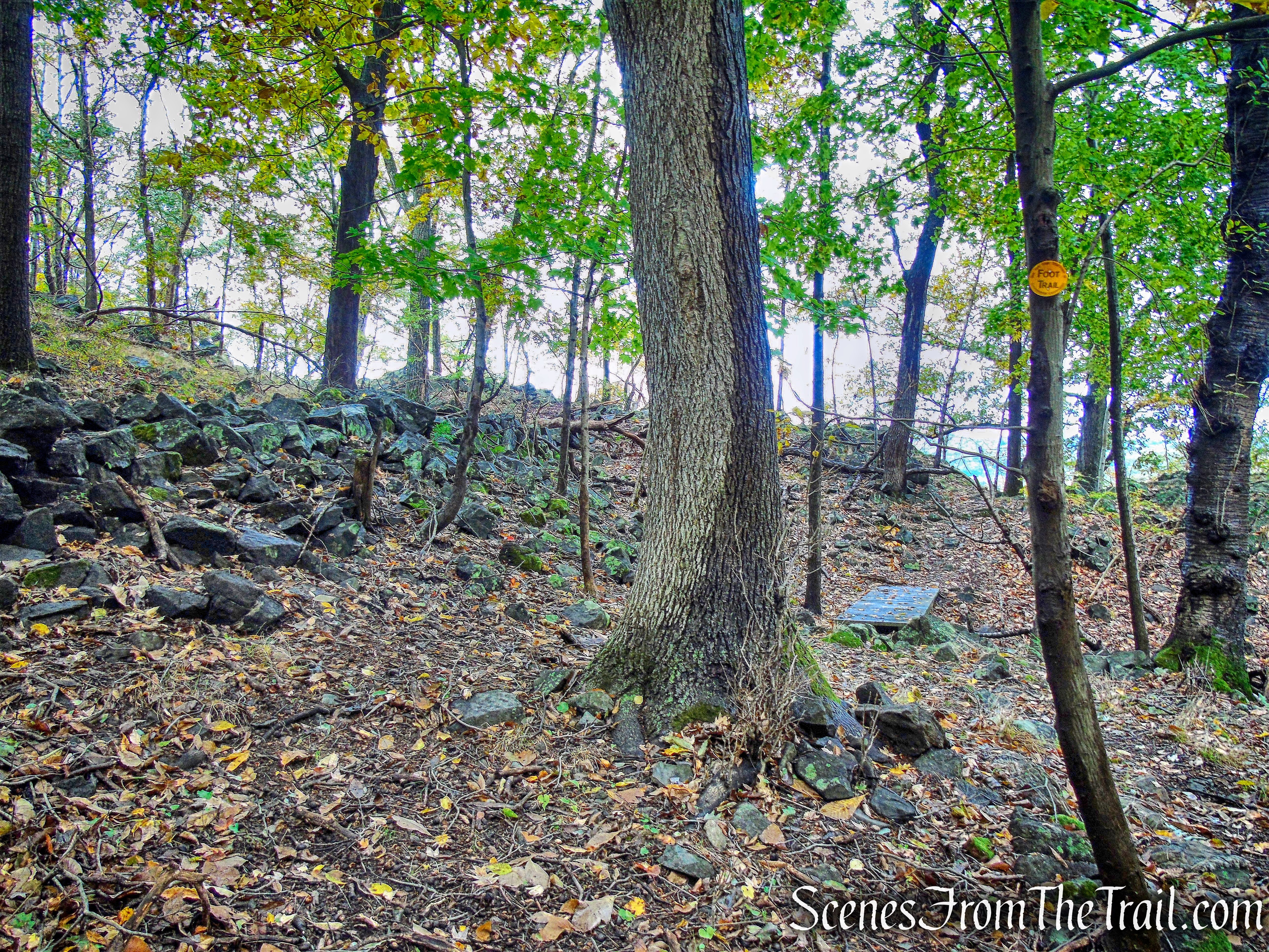 Yellow Trail - Montrose Point State Forest