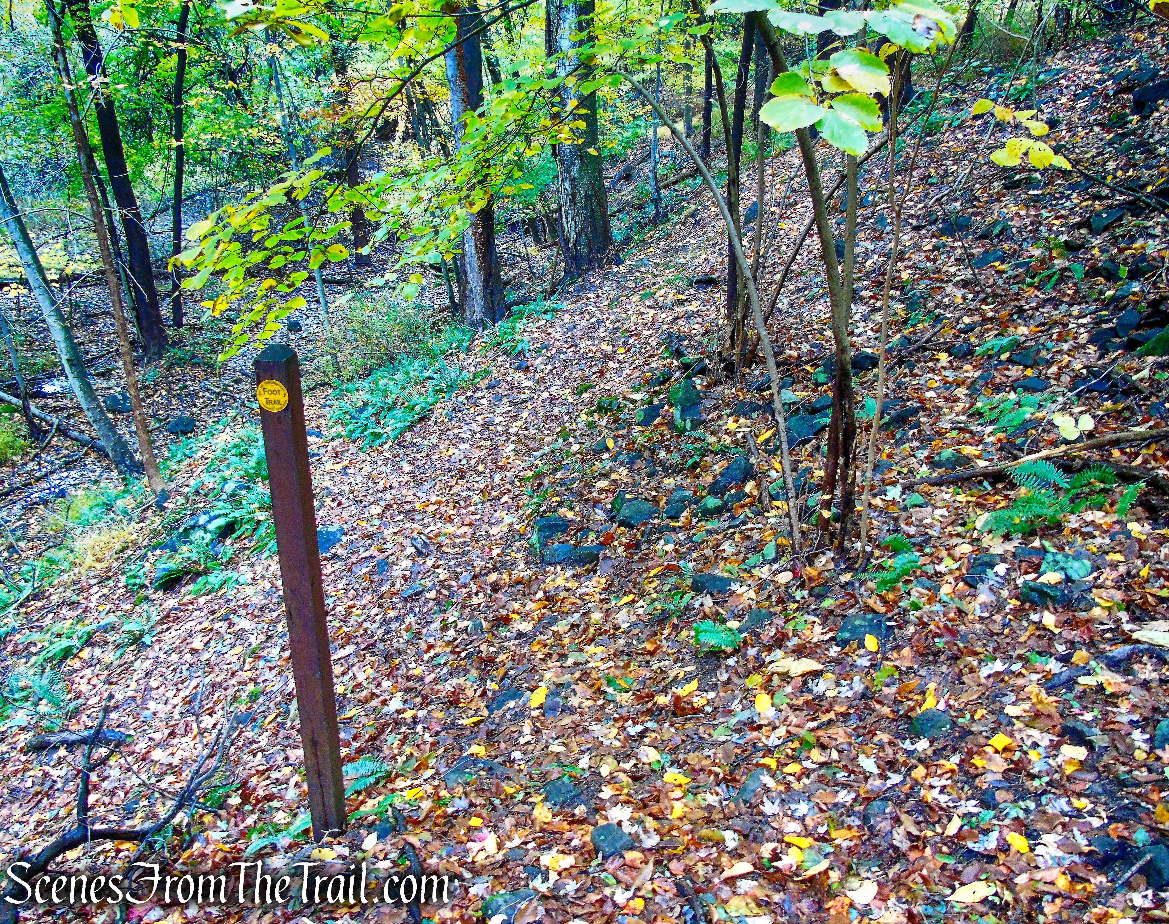 turn right on Yellow Trail - Montrose Point State Forest
