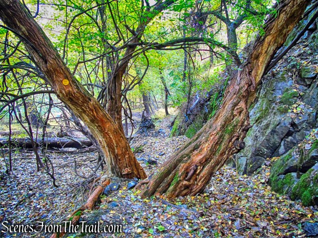 Yellow Trail - Montrose Point State Forest