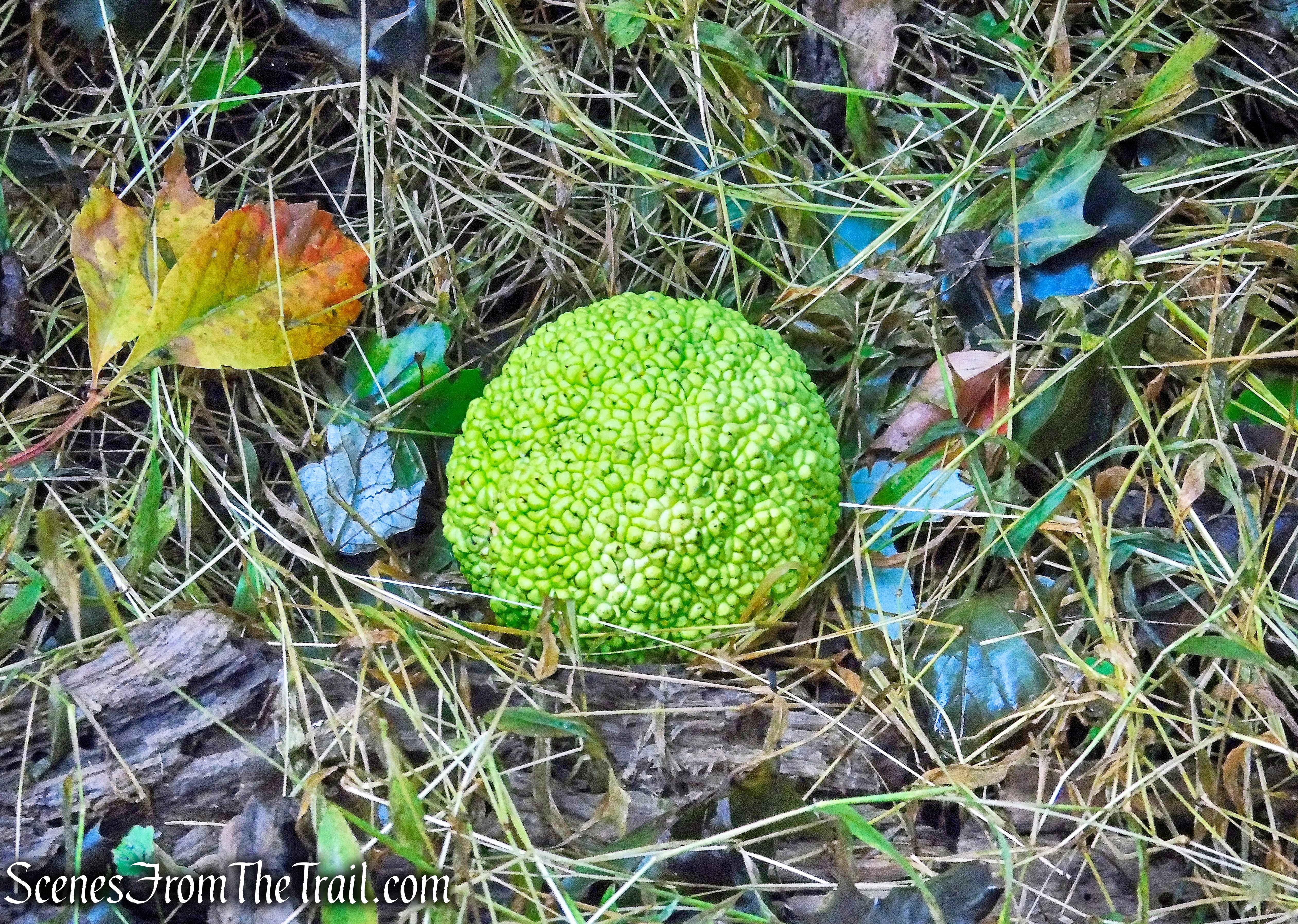 Osage Orange - Montrose Point State Forest Map