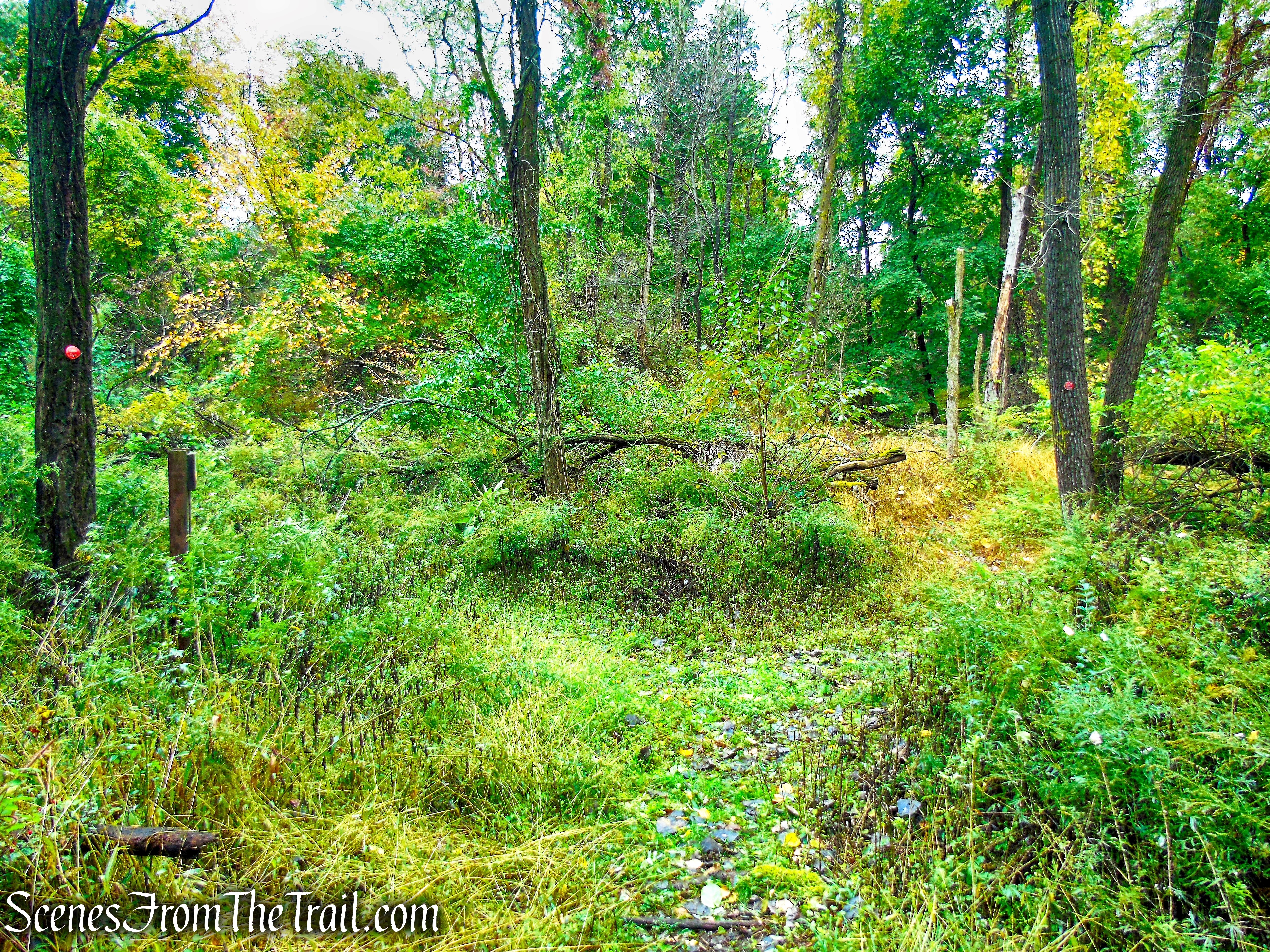 turn right on Red Trail - Montrose Point State Forest