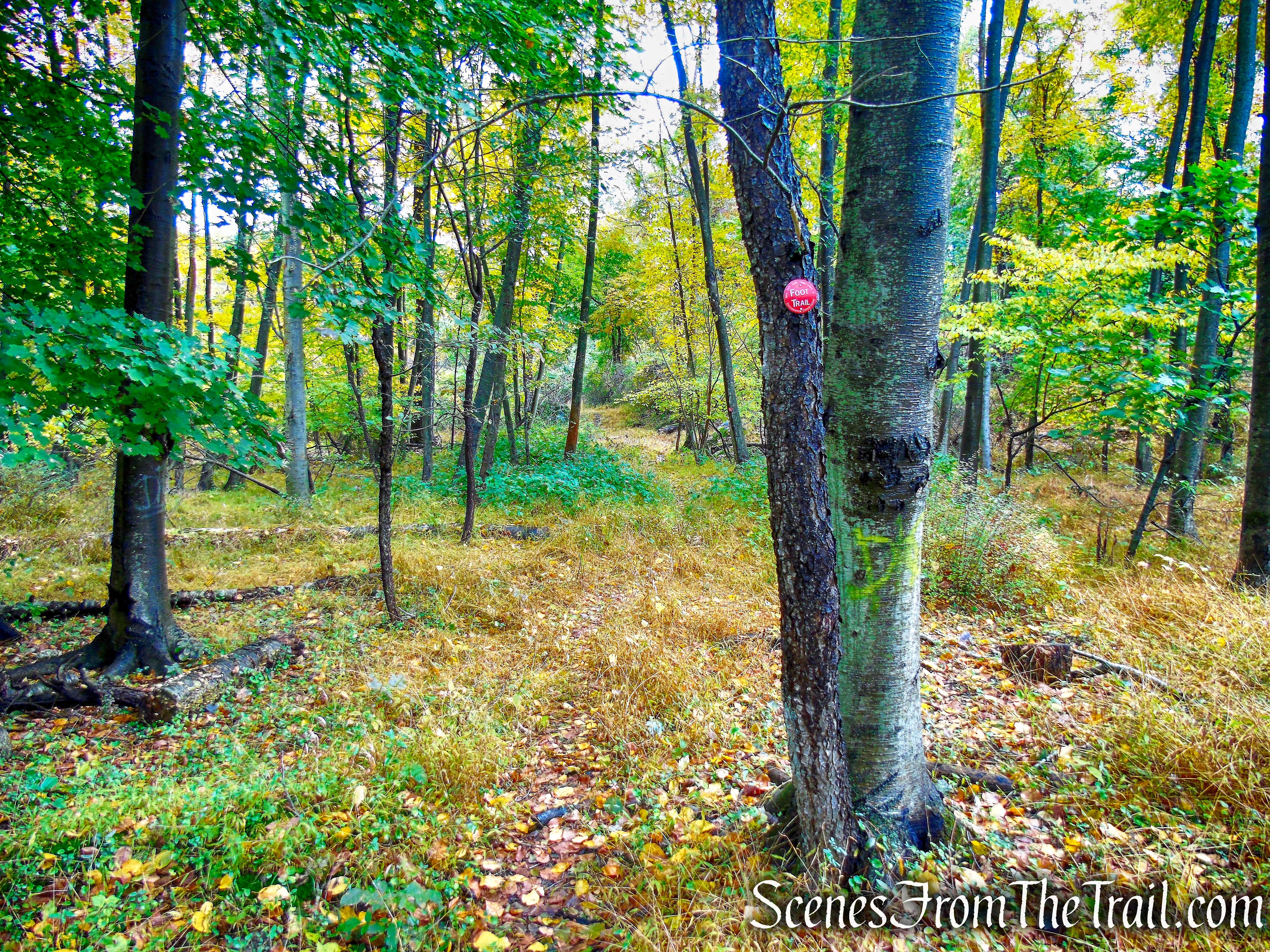 Red Trail - Montrose Point State Forest