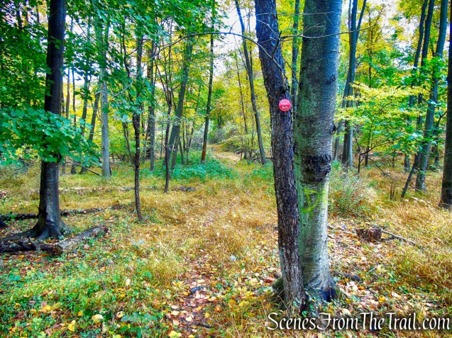 Red Trail - Montrose Point State Forest