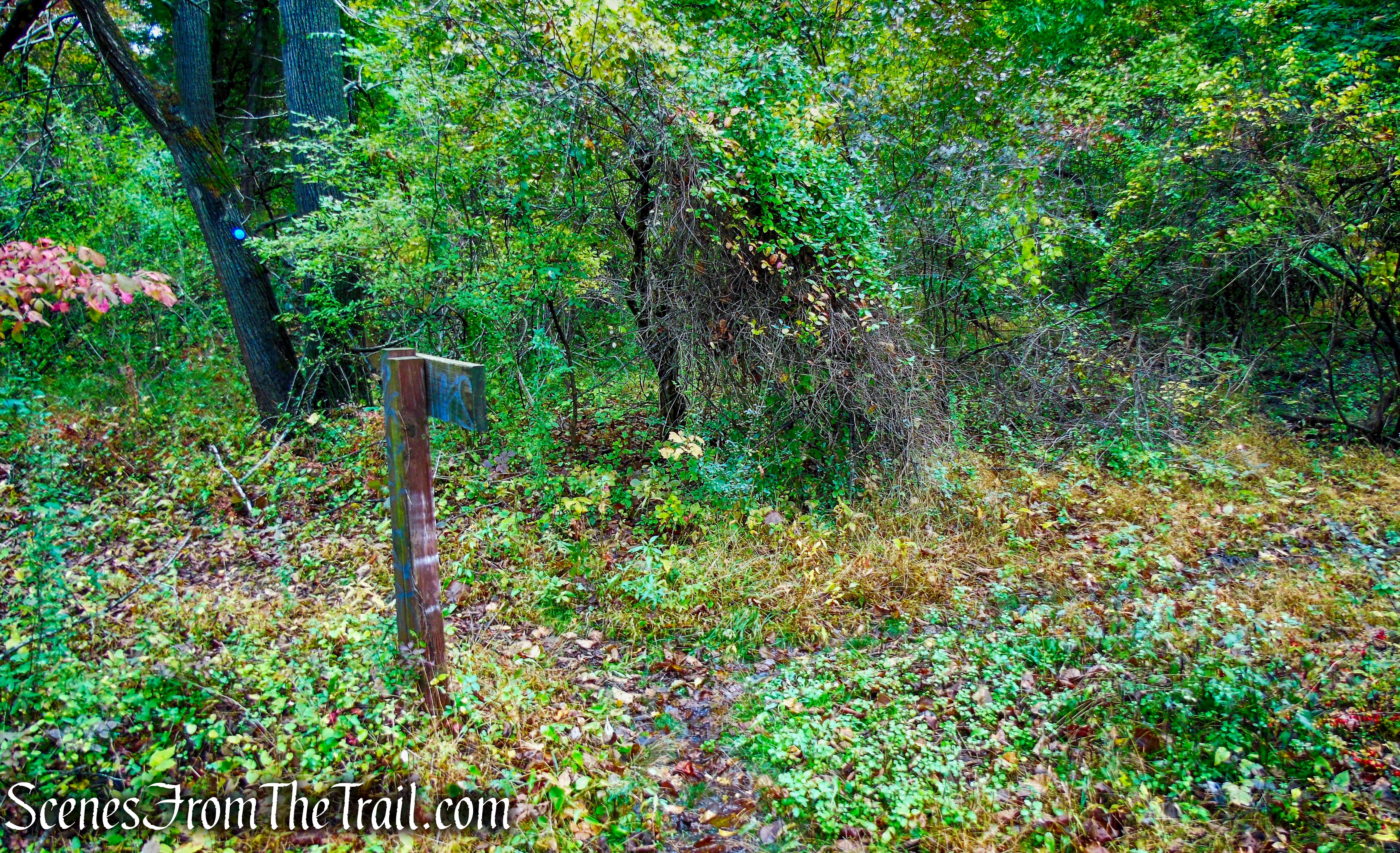 turn right on Red Trail - Montrose Point State Forest