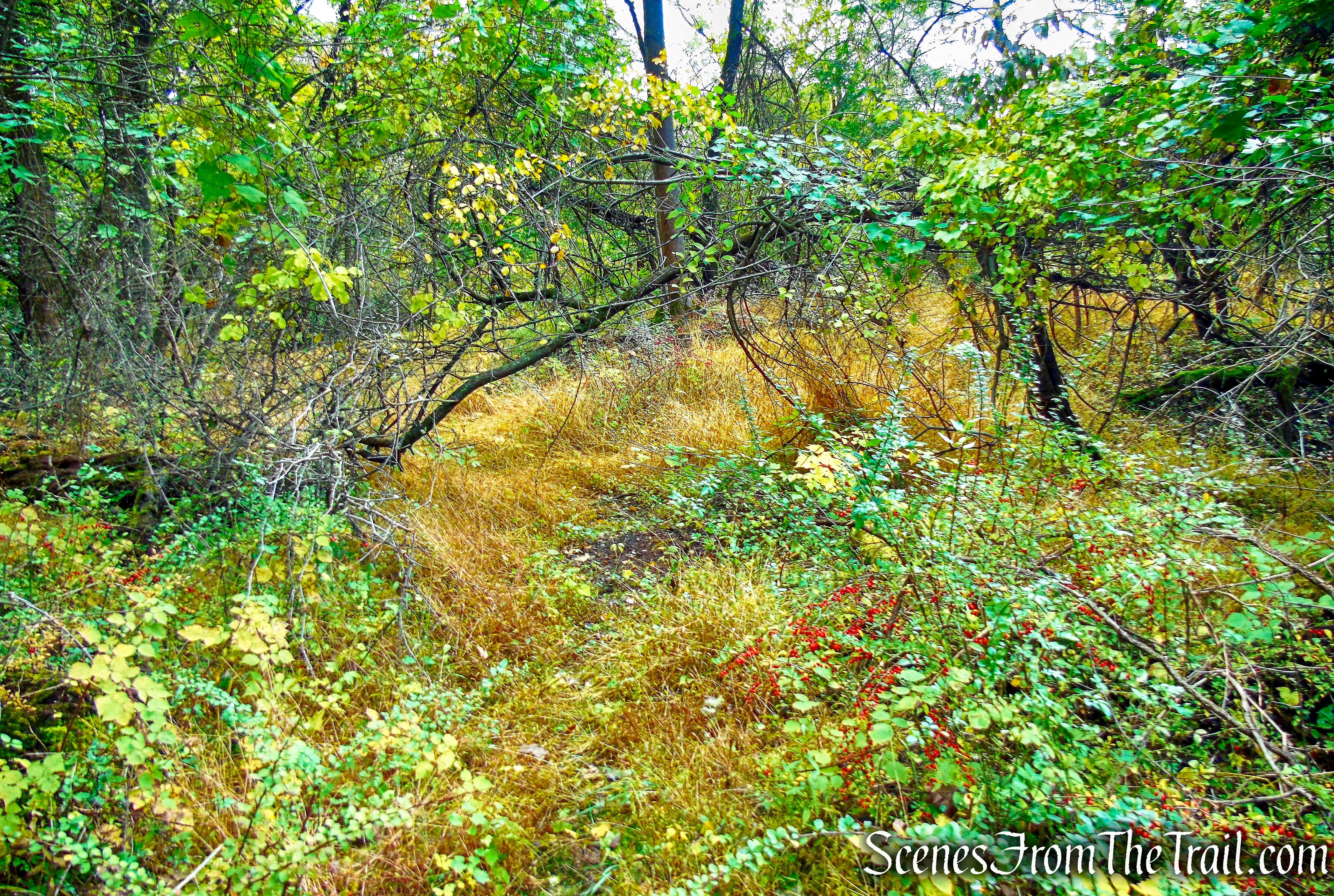 Red Trail - Montrose Point State Forest