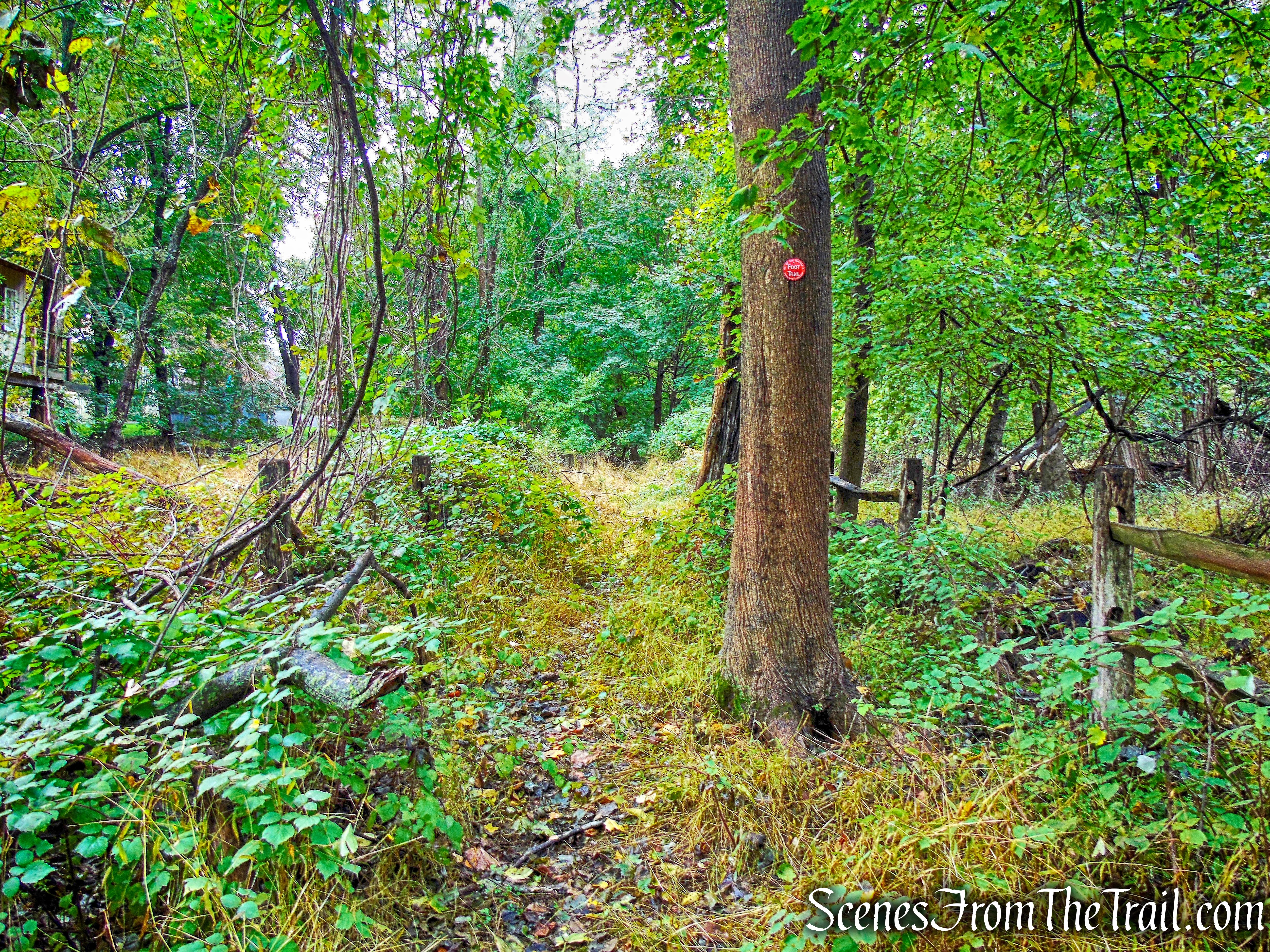 Red Trail - Montrose Point State Forest