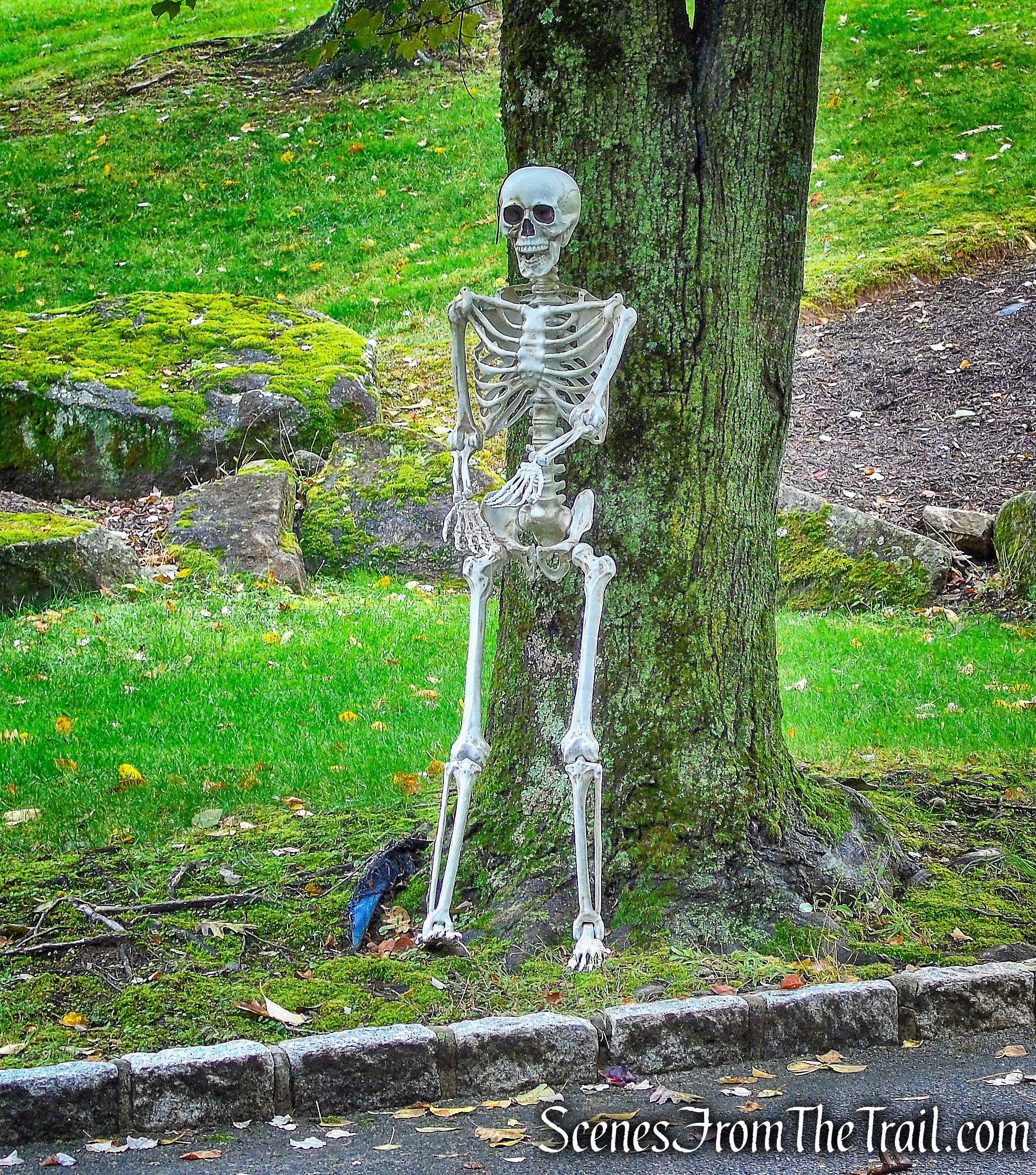 skeleton