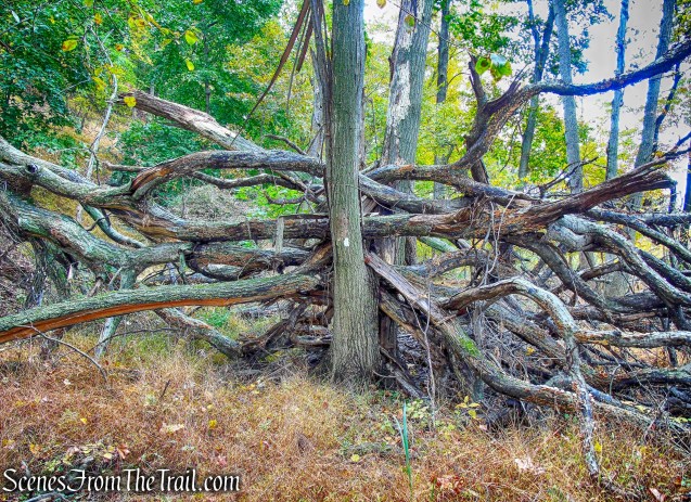 White Trail - George's Island Park