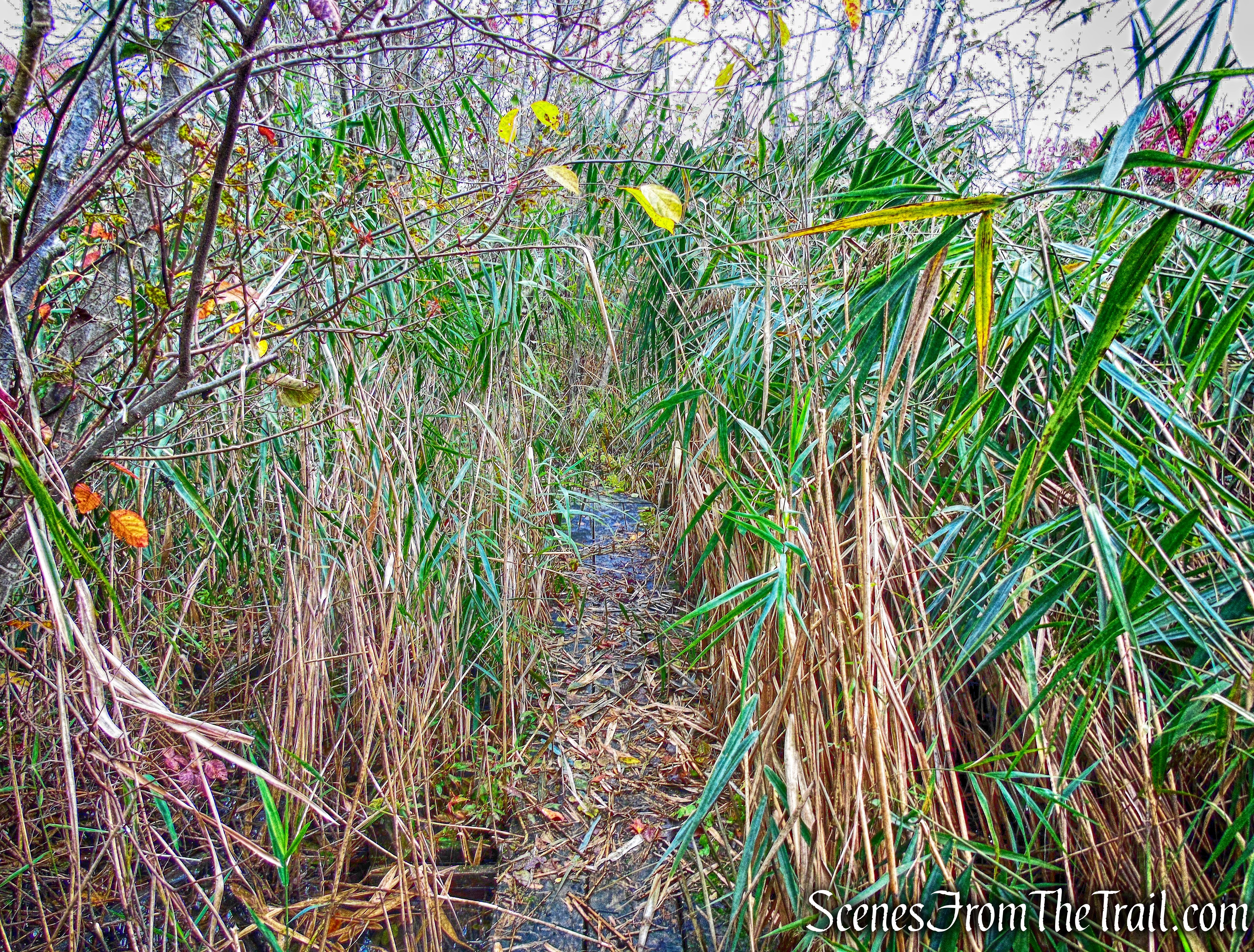 White Trail - George's Island Park