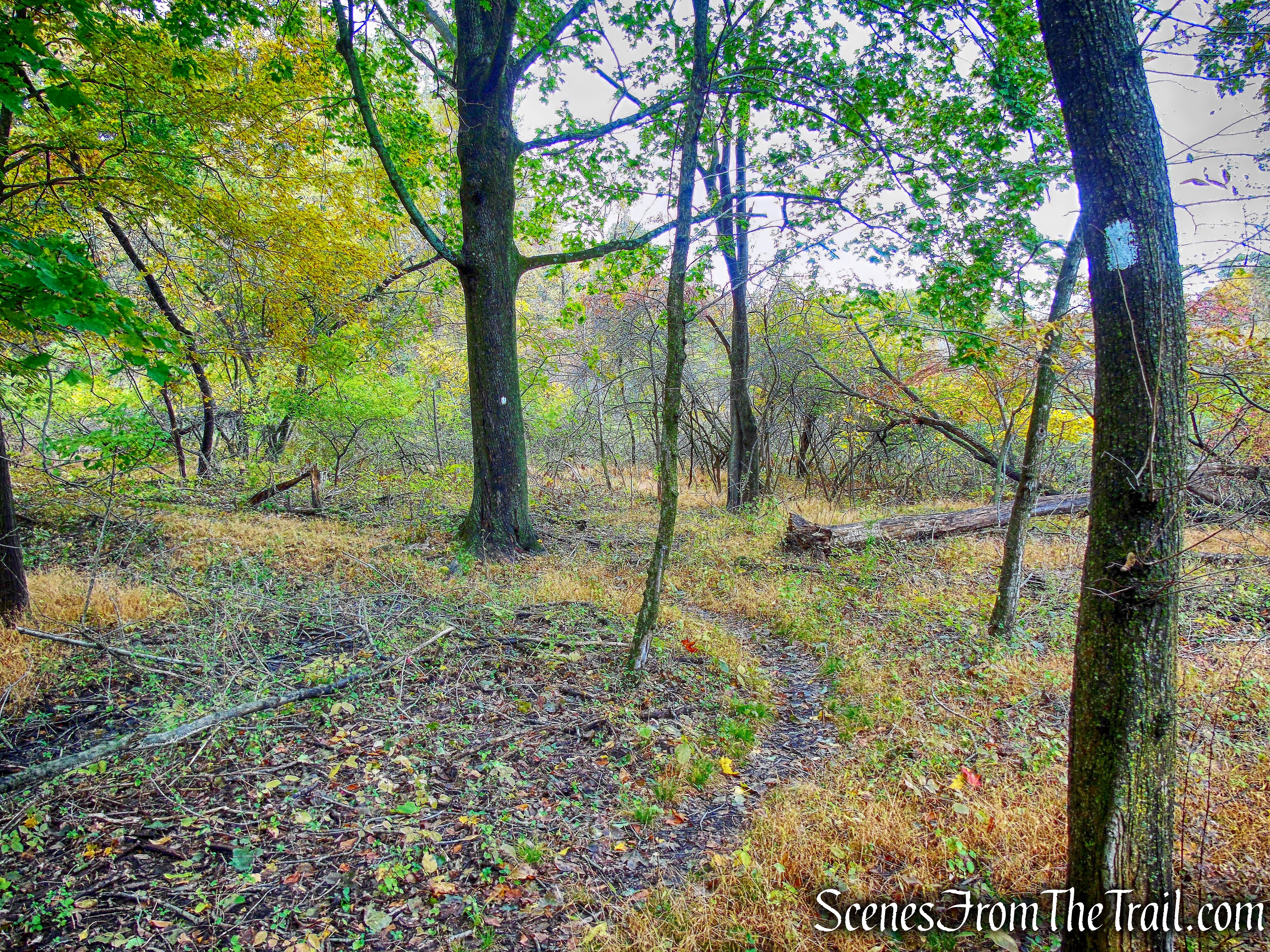White Trail - George's Island Park