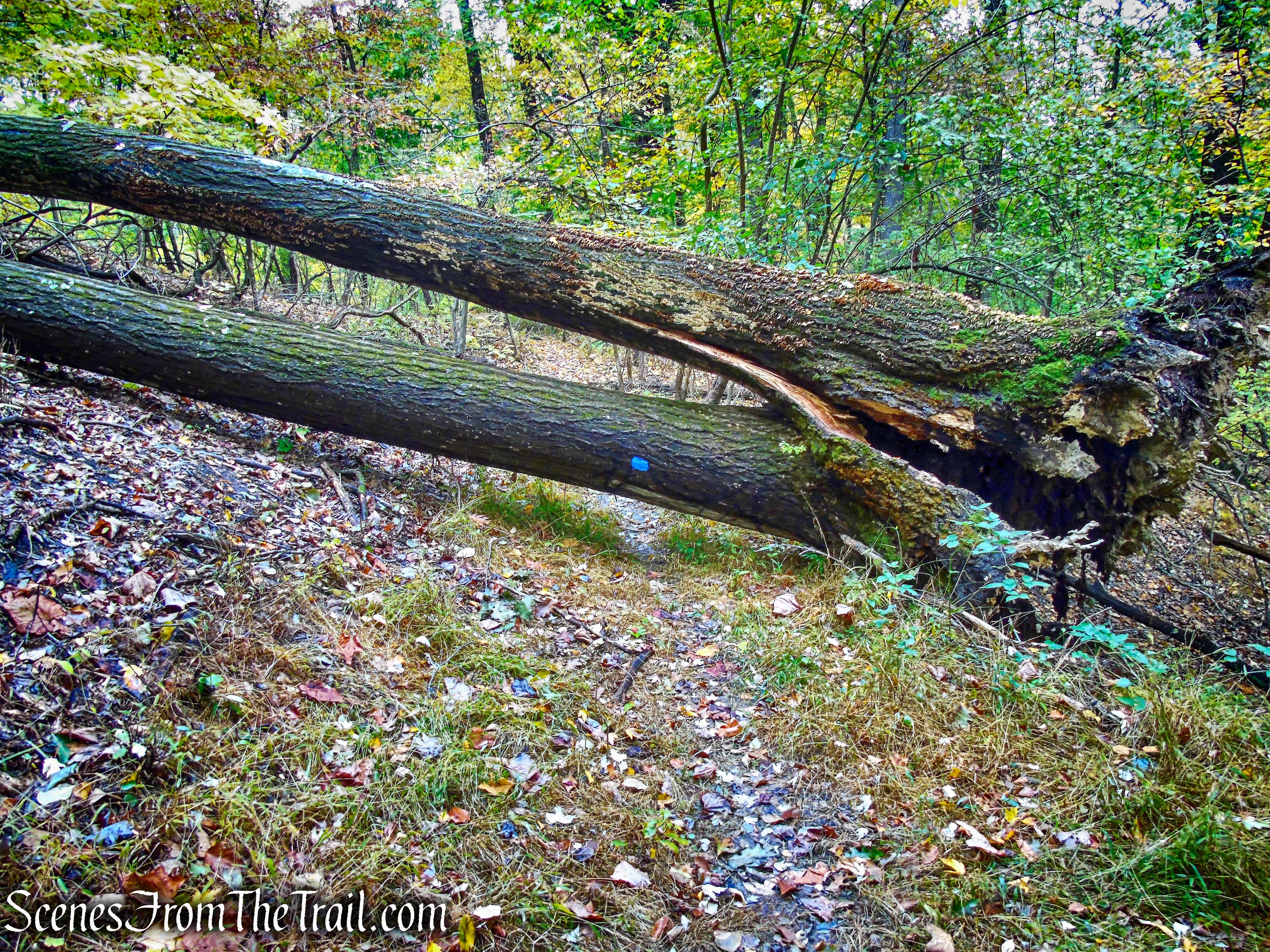 Blue Trail - George's Island Park