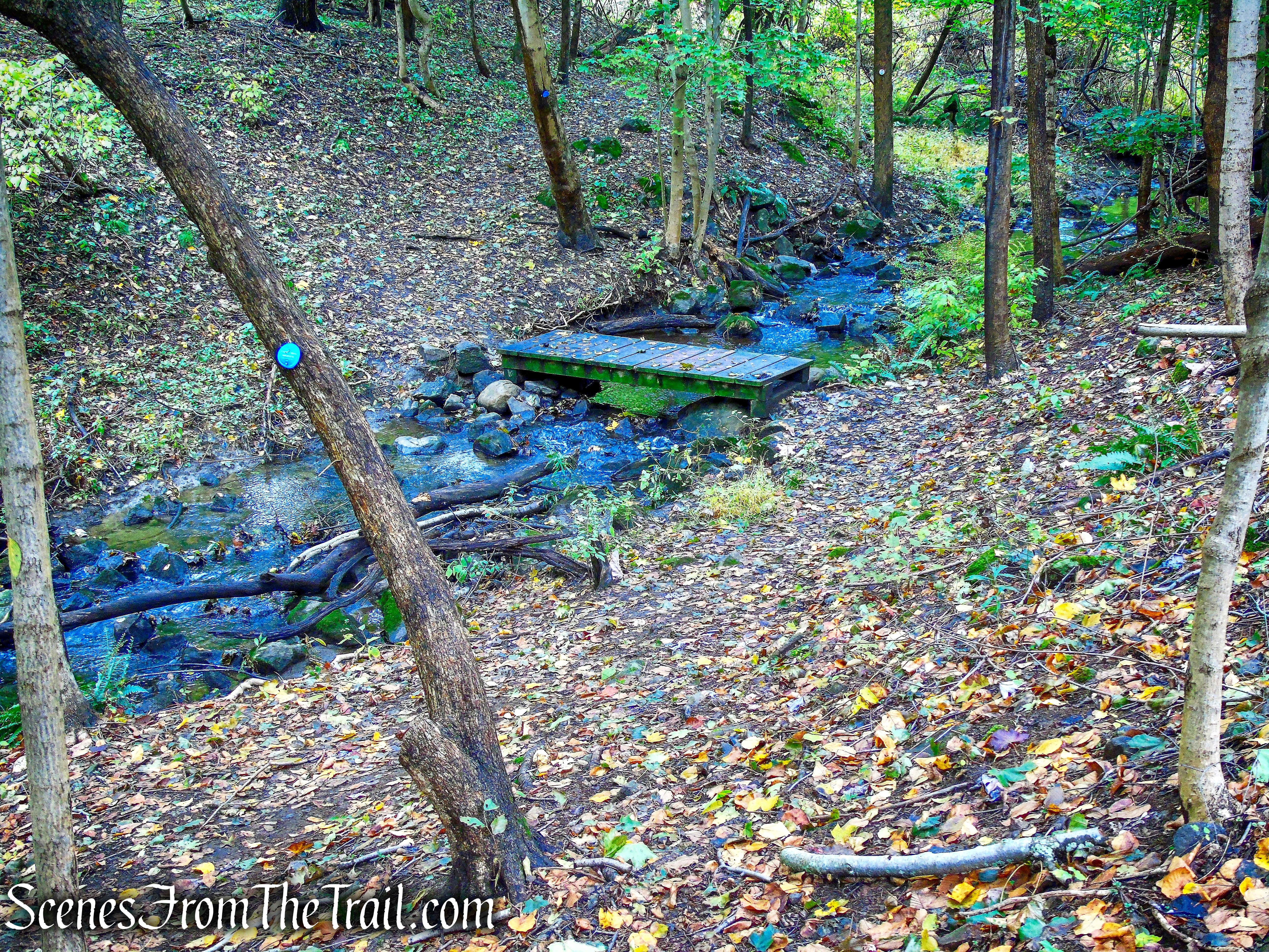 Blue Trail - Montrose Point State Forest