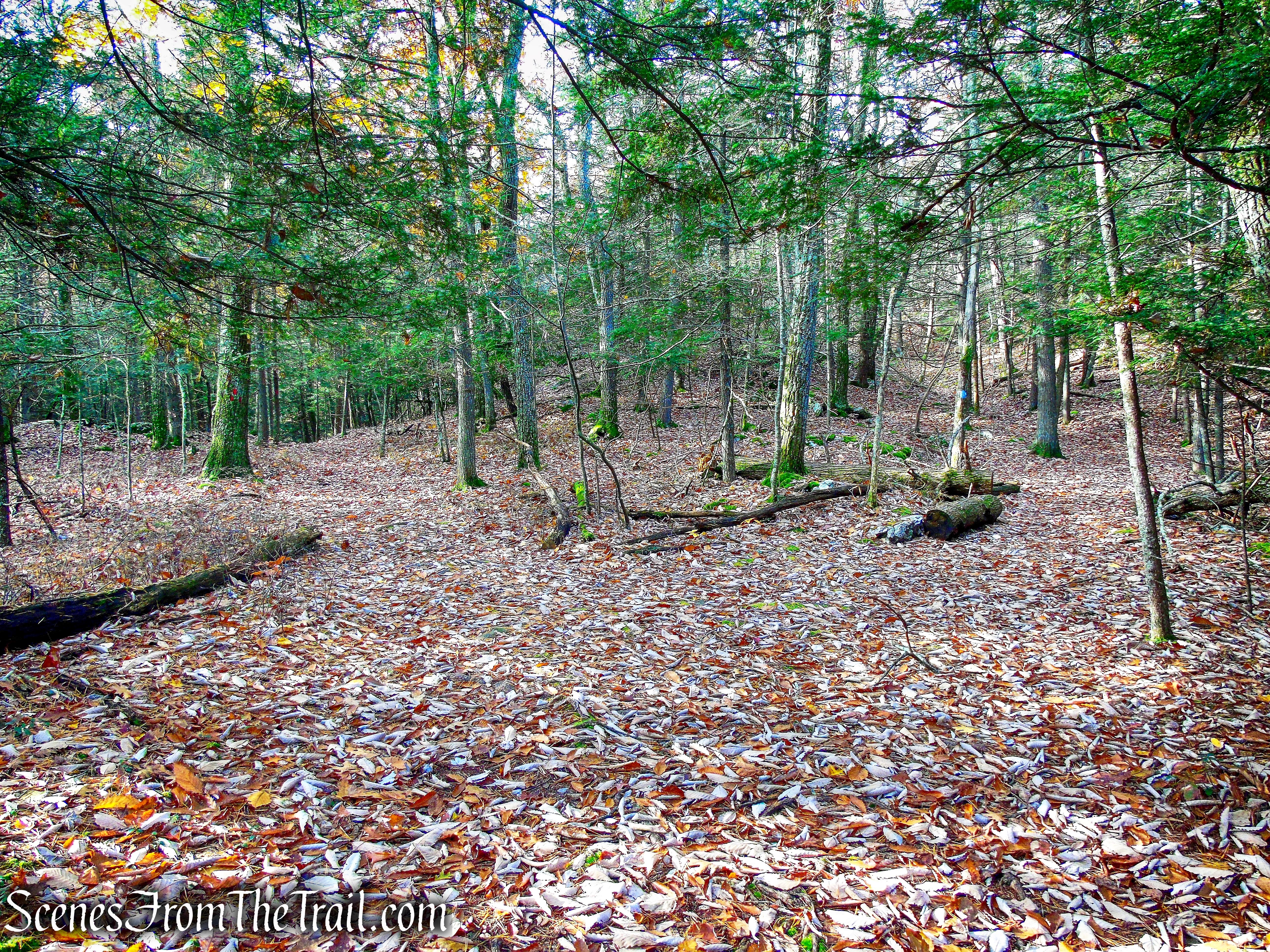 Undivided Lot Trail