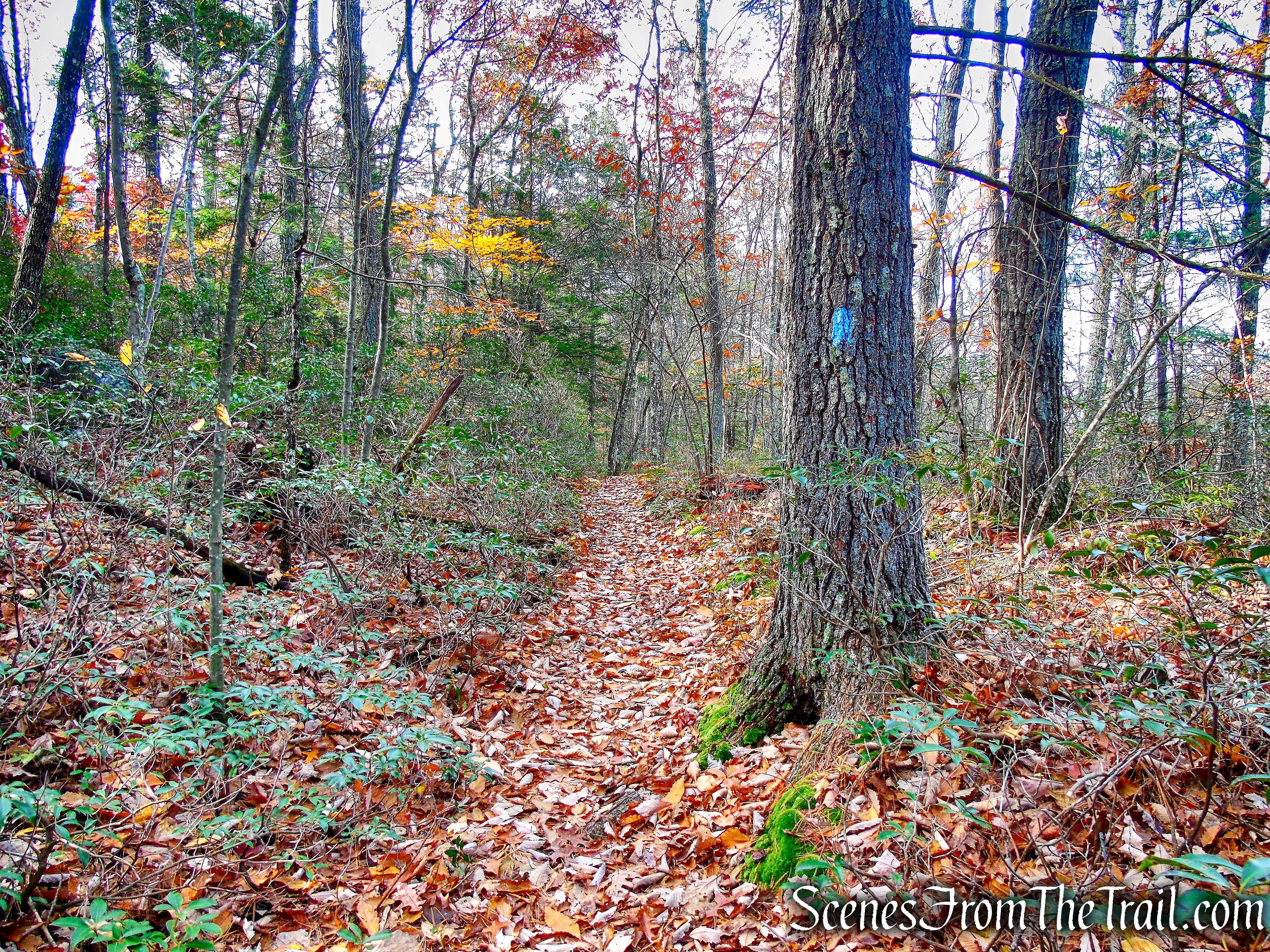 Undivided Lot Trail