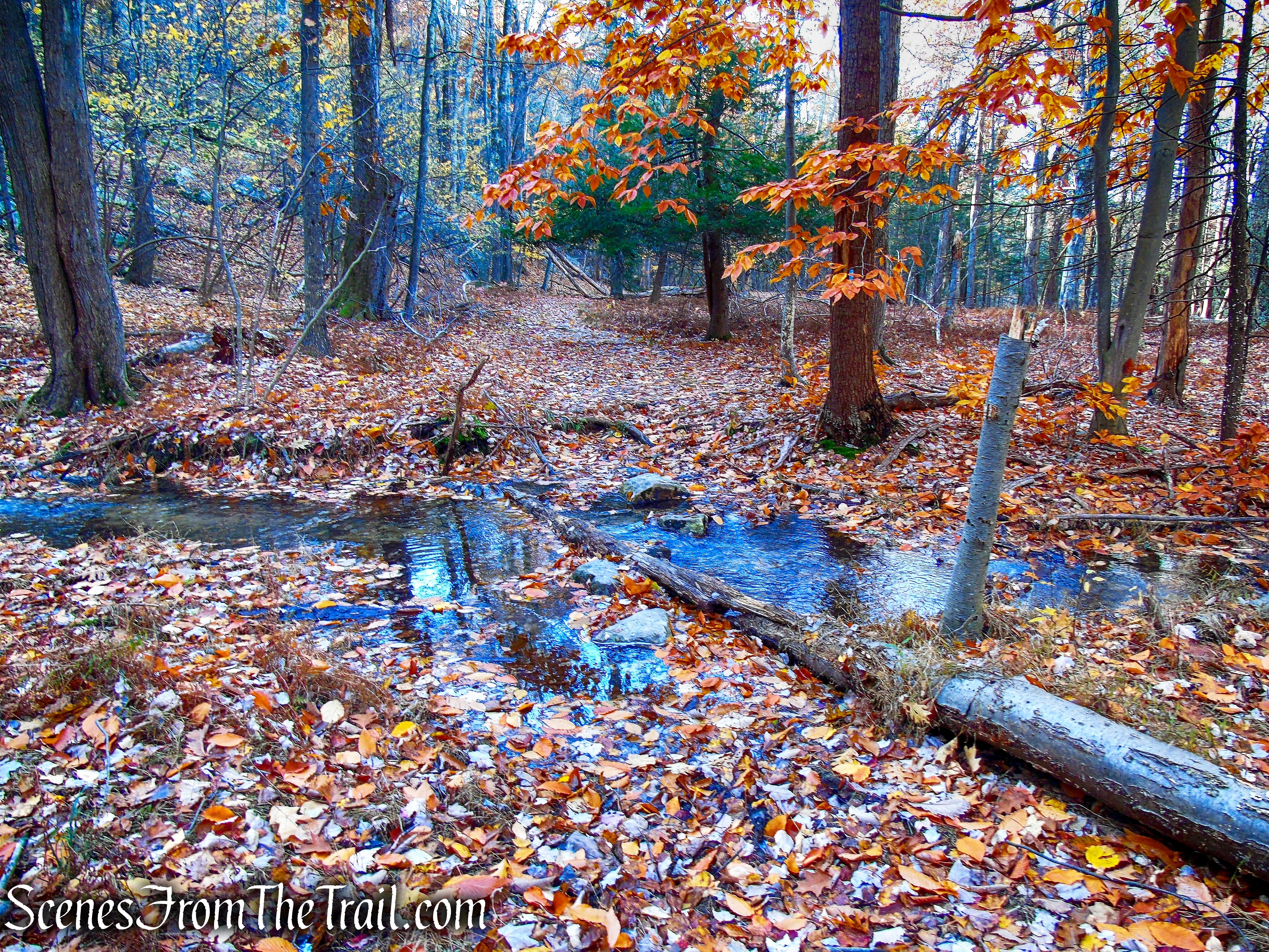 Undivided Lot Trail