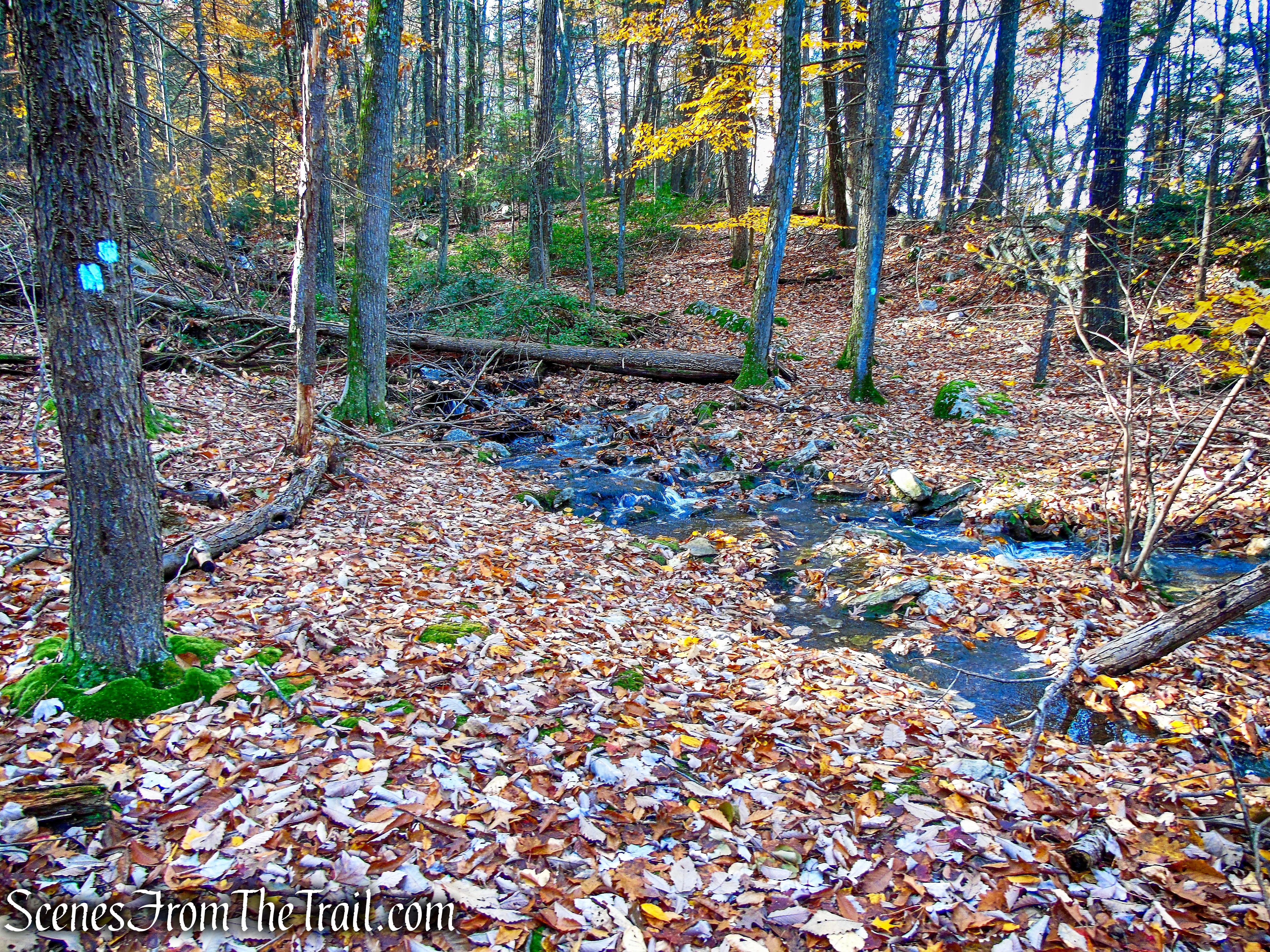 Undivided Lot Trail