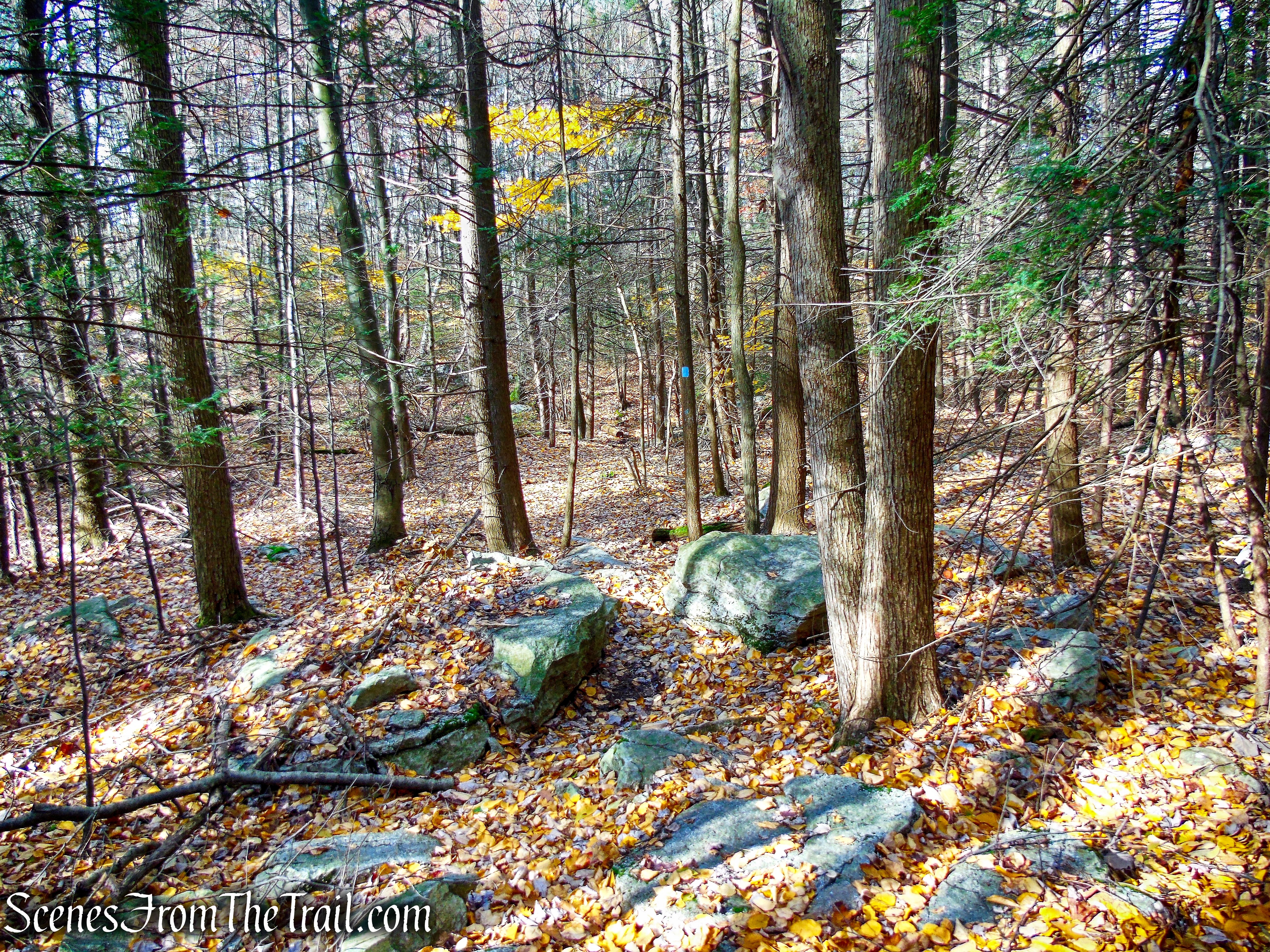 Undivided Lot Trail