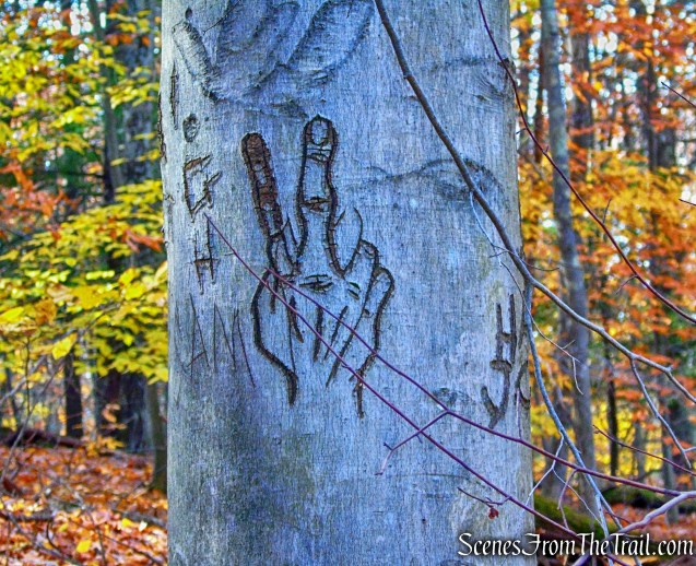 tree graffiti - Stokes Trail