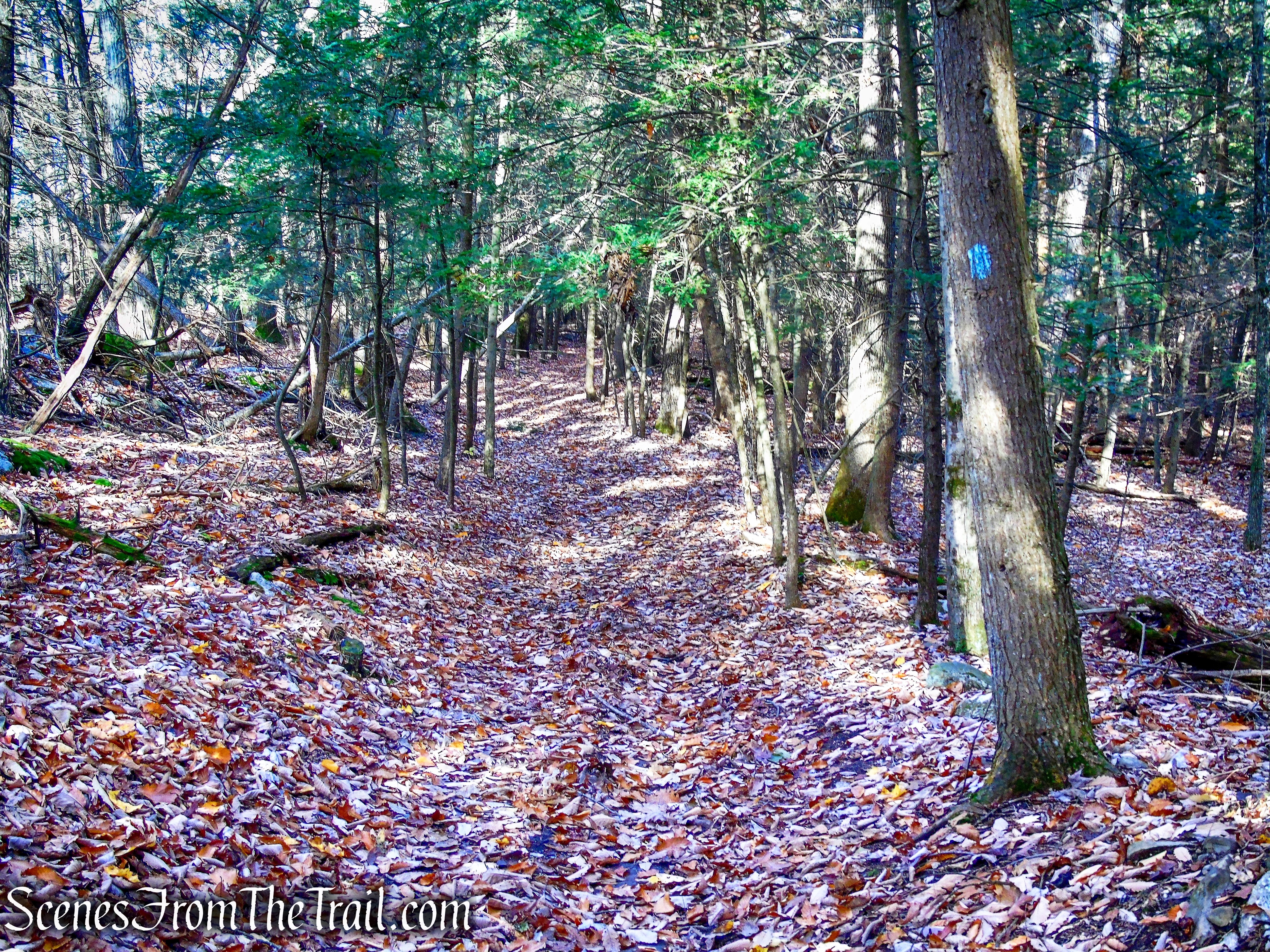 Undivided Lot Trail