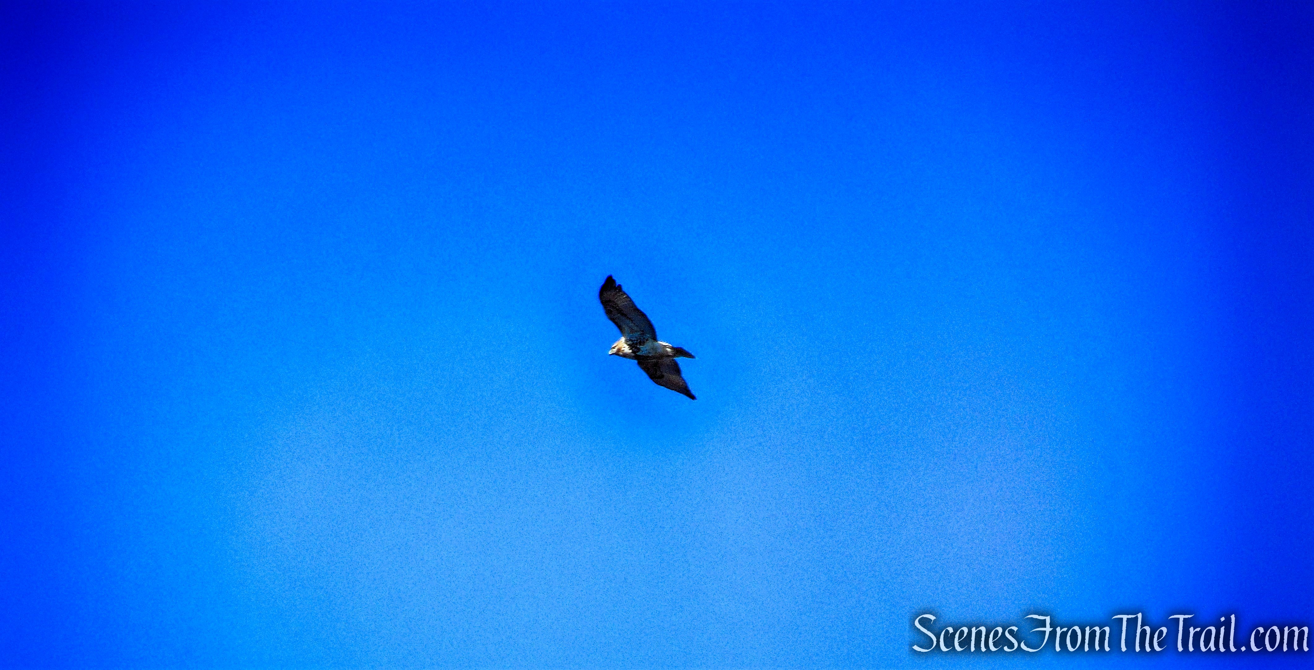 hawk - Lambs Hill - Fishkill Ridge Trail